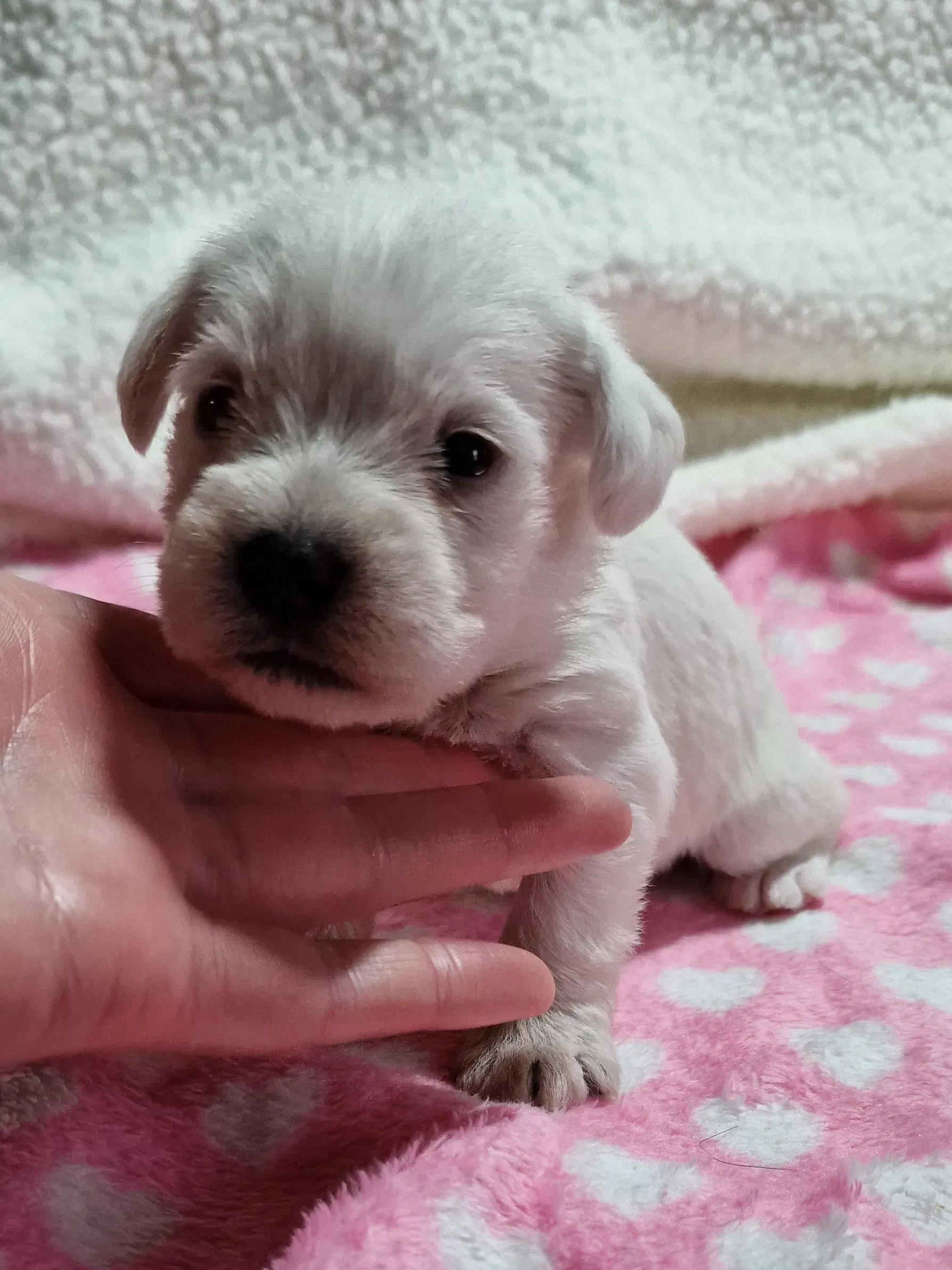 Cream Toy Schnoodle Licensed Dog Breeder Scotland