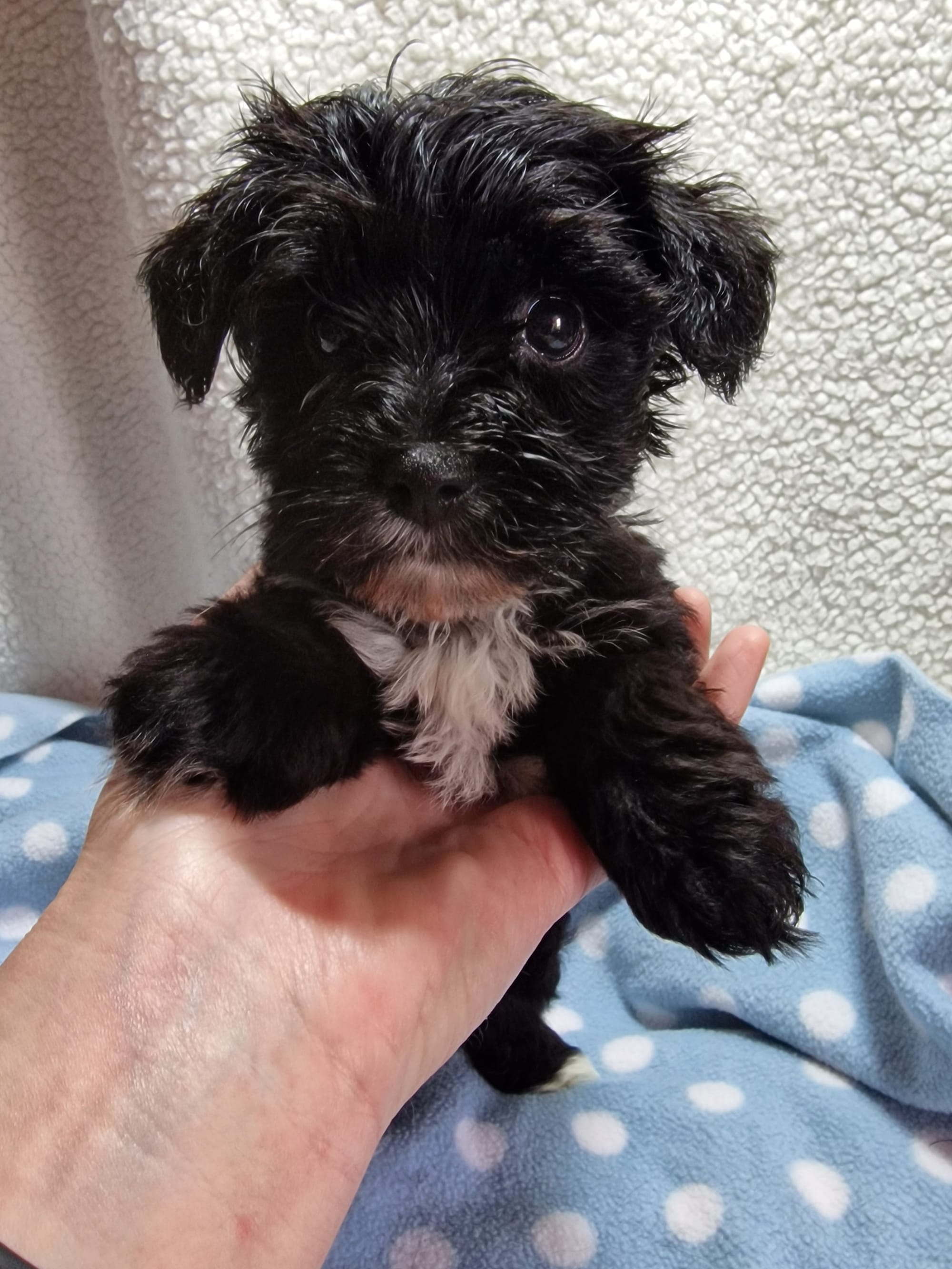 SedgysMiniMe Augustus : Boozer rom Mini Schnauzer x Biewer terrier Mix 