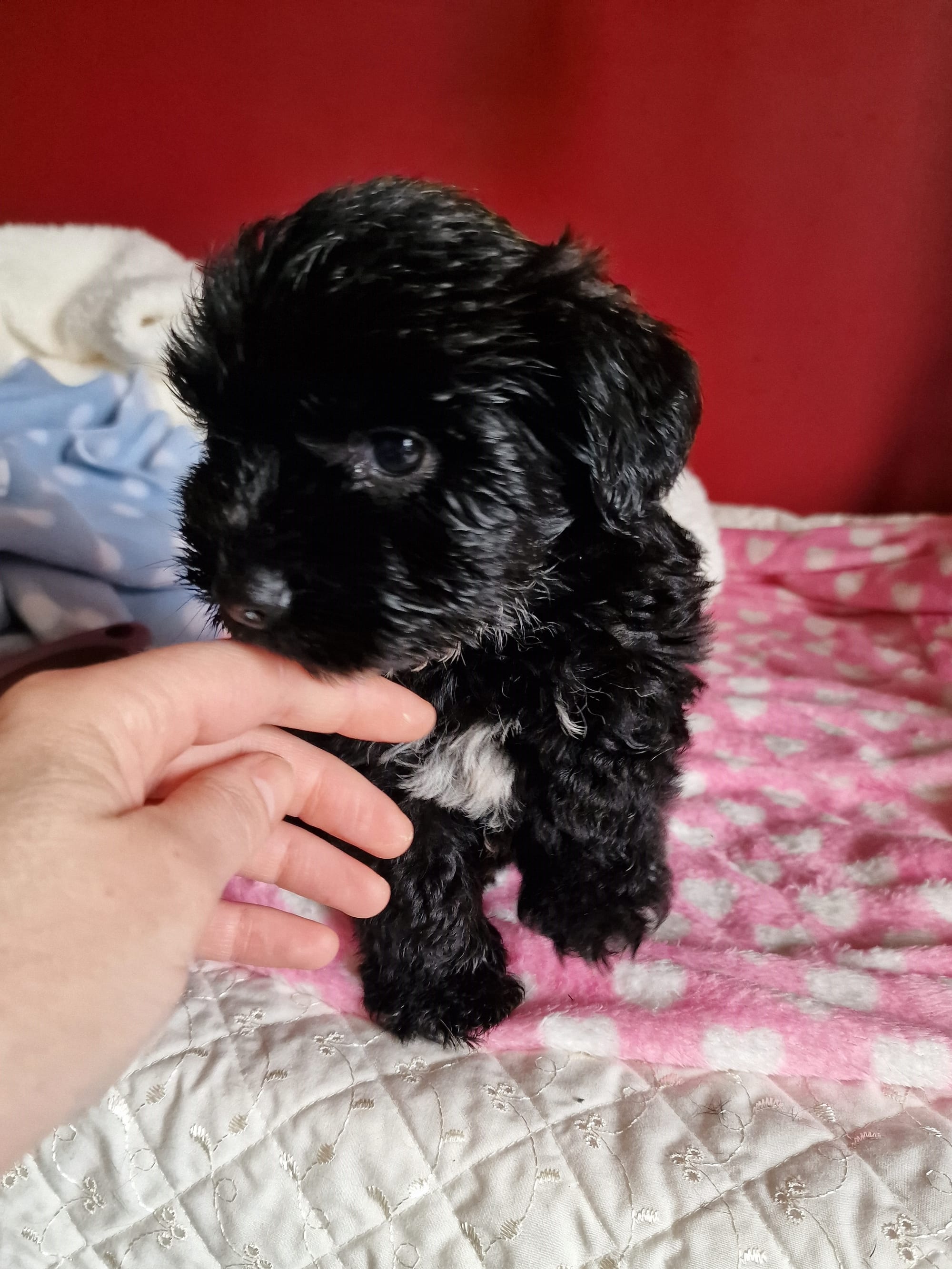 SedgysMiniMe Henrietta : Boozer Puppy in Scotland