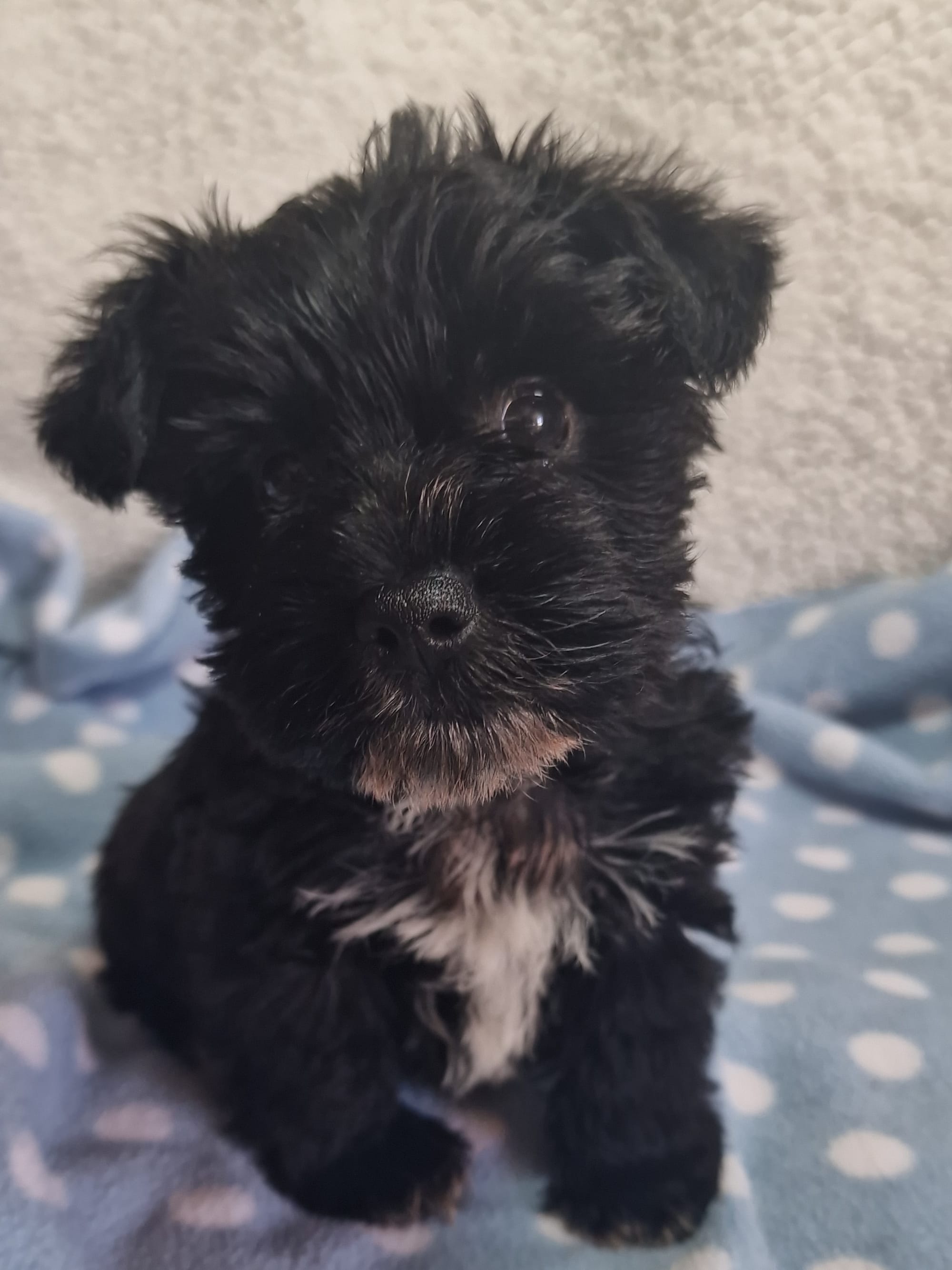 SedgysMiniMe Percivel : Boozer Mini Schnauzer puppy