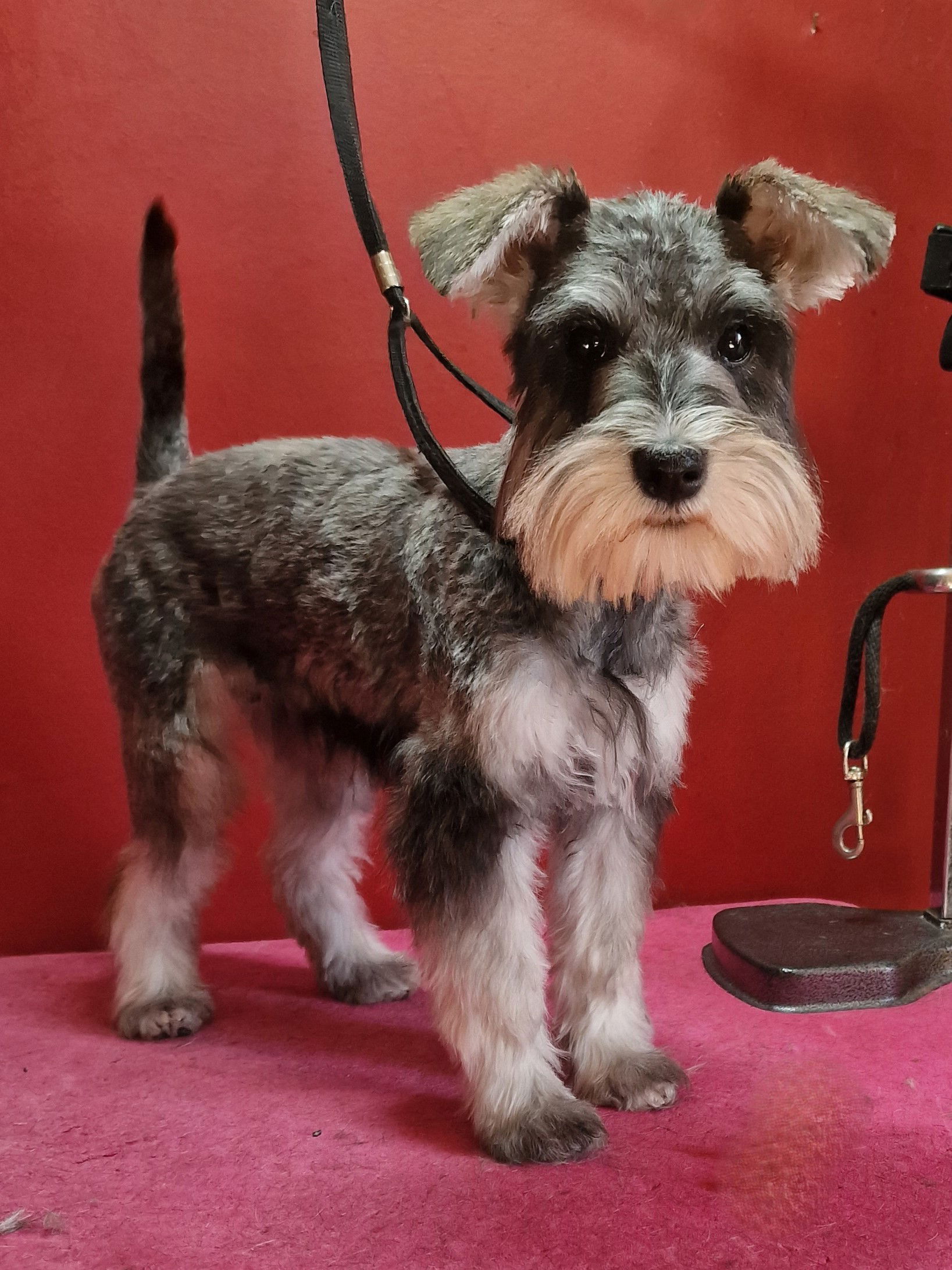 Pepper Salt Miniature Schnauzer puppy licensed dog breeder scotland registered breeder