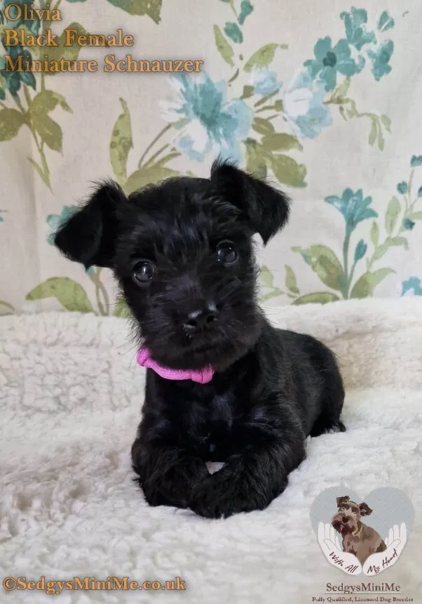 Solid Black Miniature Schnauzer Scotland