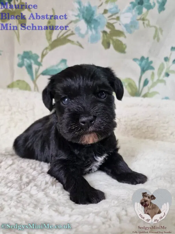 SedgysMiniMe Lumi White Toy Schnoodle Puppy Licensed Breeder  in Scotland