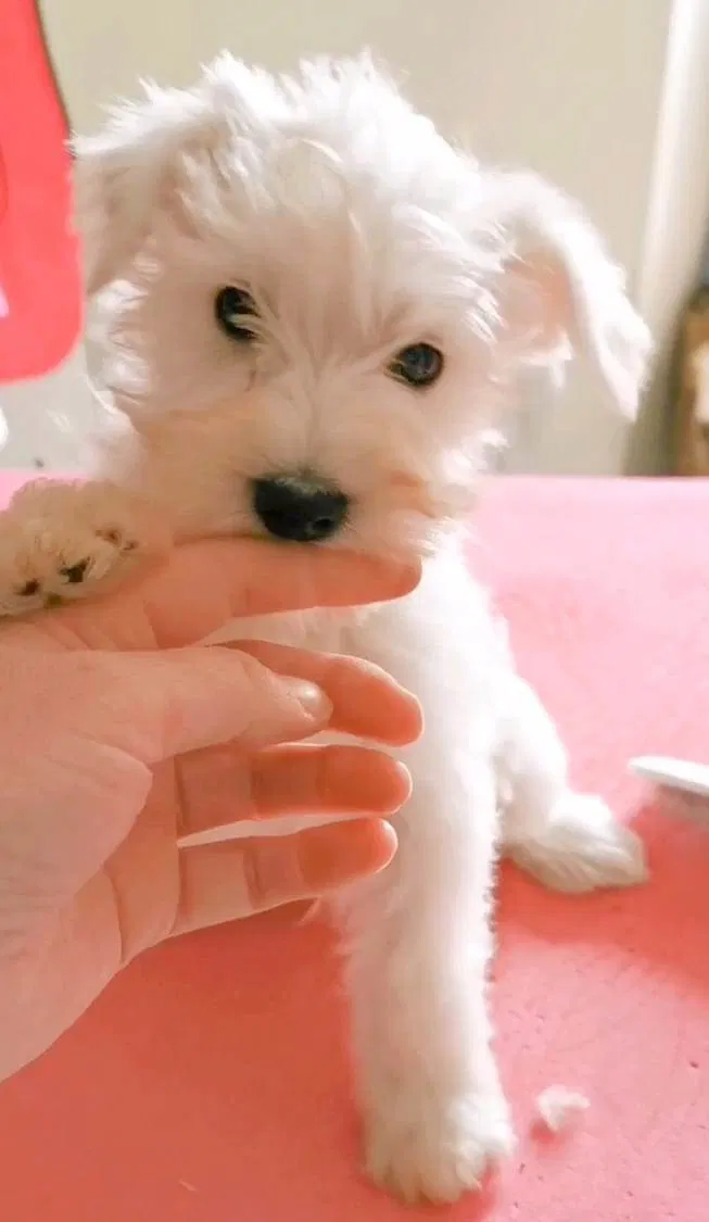 White Miniature Schnauzer puppy Licensed Dog Breeder Scotland