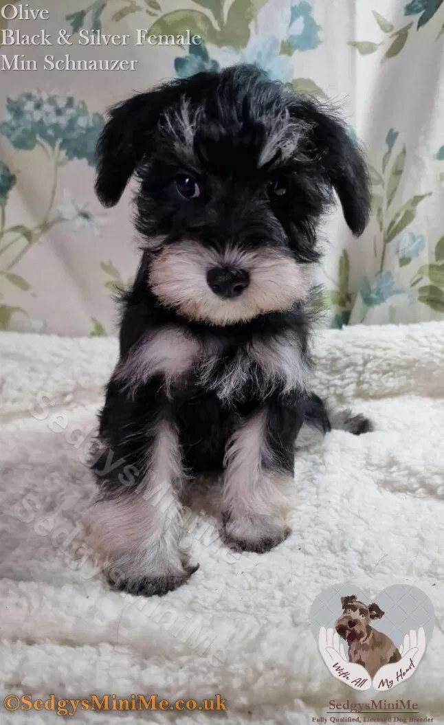 SedgysMinime Black and Silver Miniature Schnauzer Puppy Licensed Dog Breeder in scotland