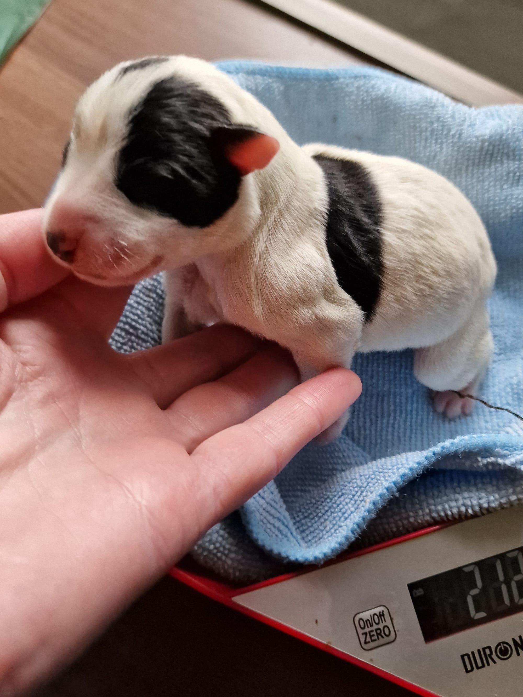 Black Parti Miniature Schnauzer Registered Dog Breeder Scotlandnd