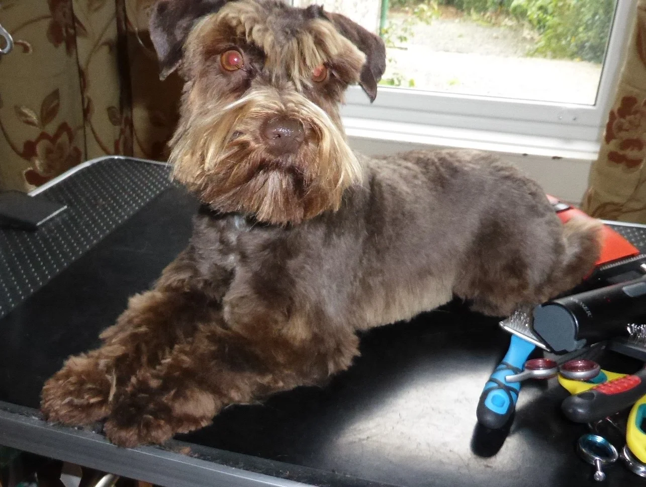 Sable Tricolour Toy Schnoodle pup