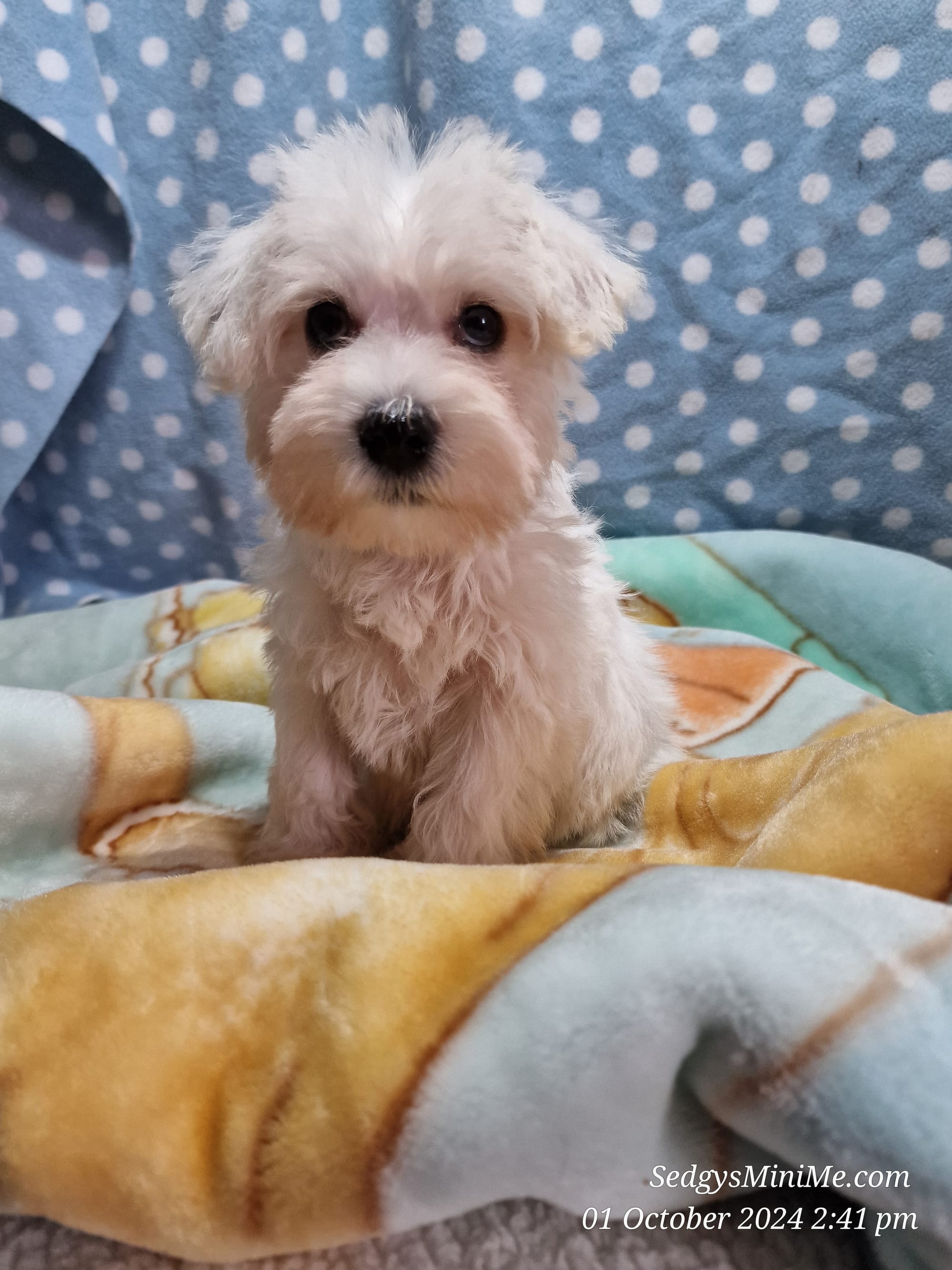 Cream fluffy toy schnoodle puppy