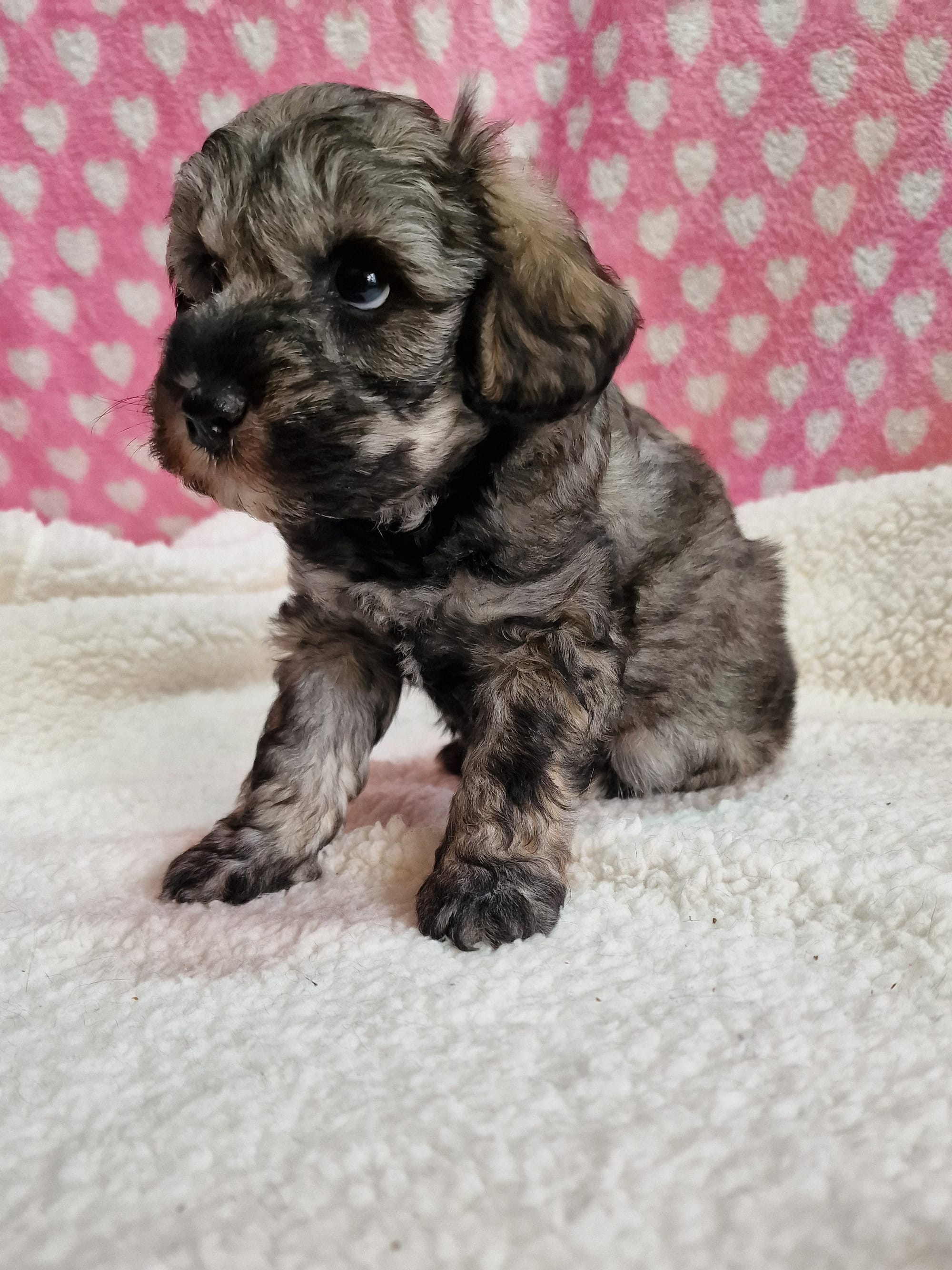 Sable Toy Schnoodle puppy days old