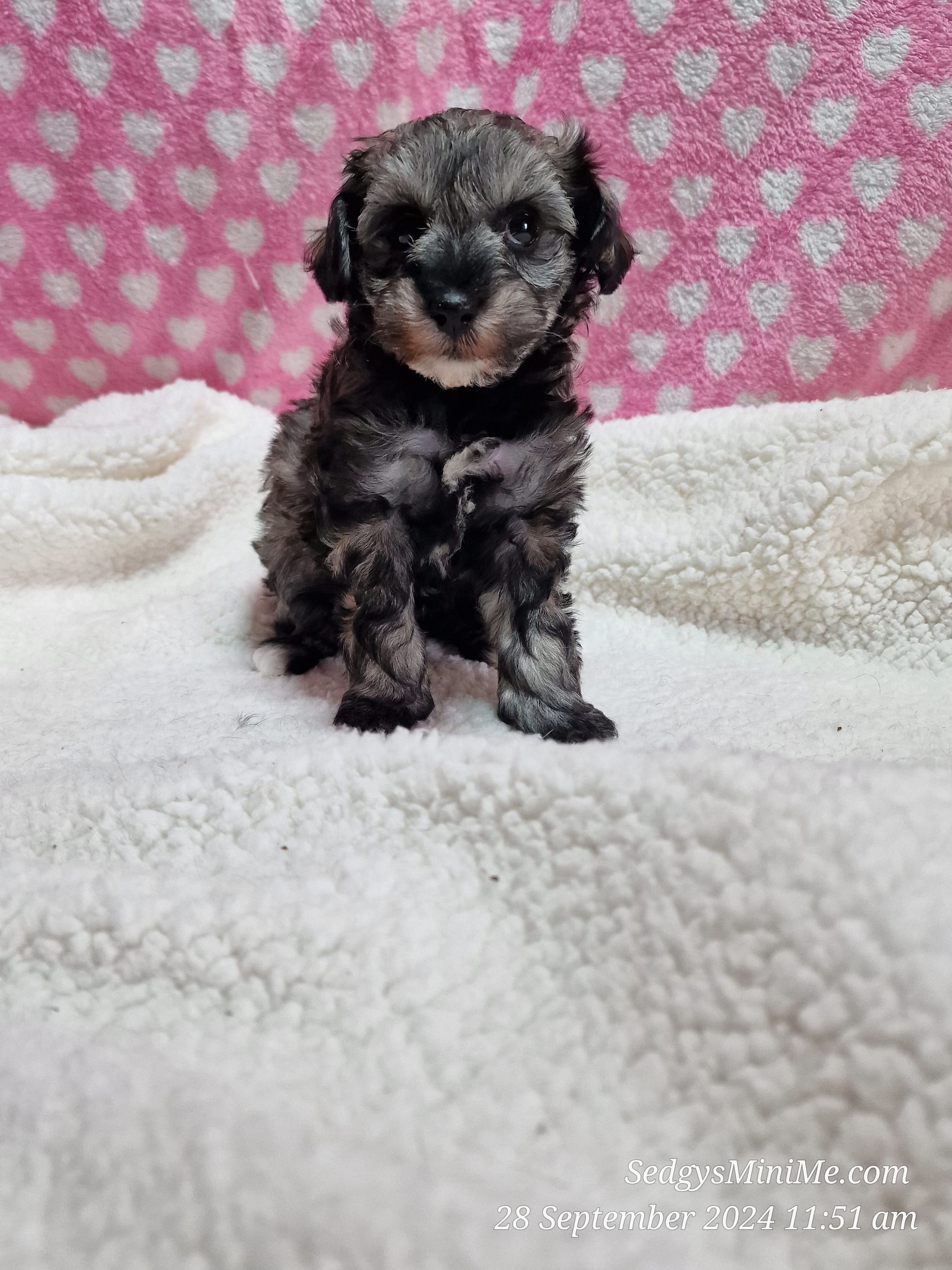 Sable Tricolour Toy Schnoodle pup