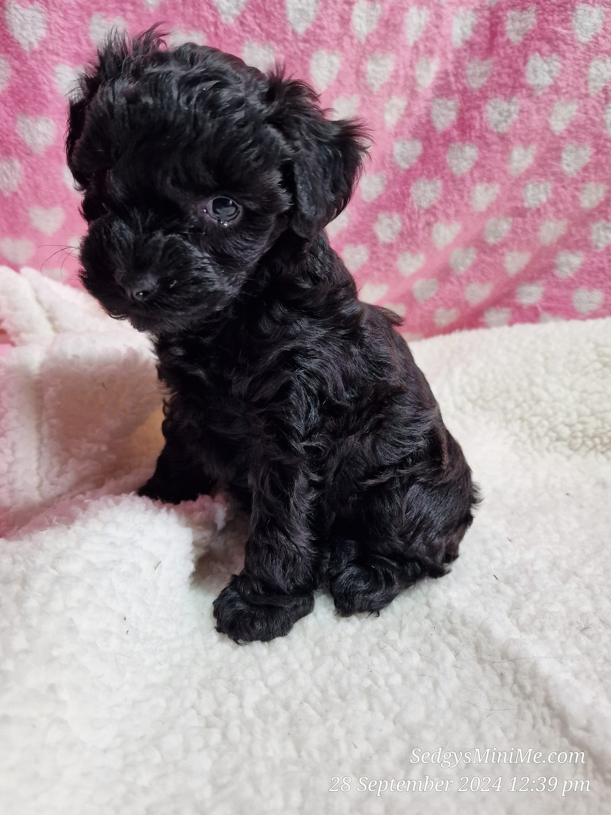 Solid Black toy Schnoodle Puppy Scotland SedgysMinime Rosa