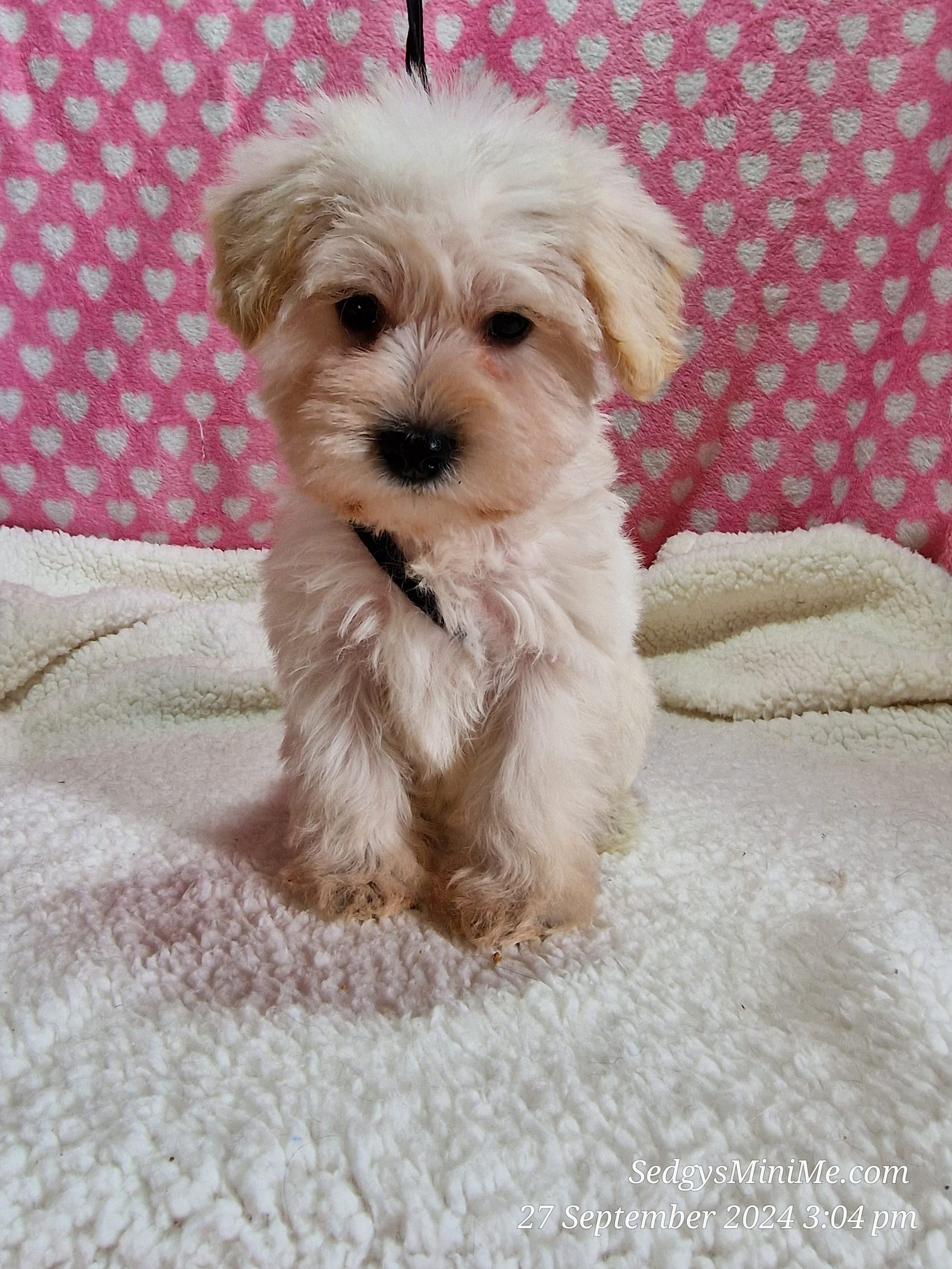 Cream Toy Schnoodle Male Pup