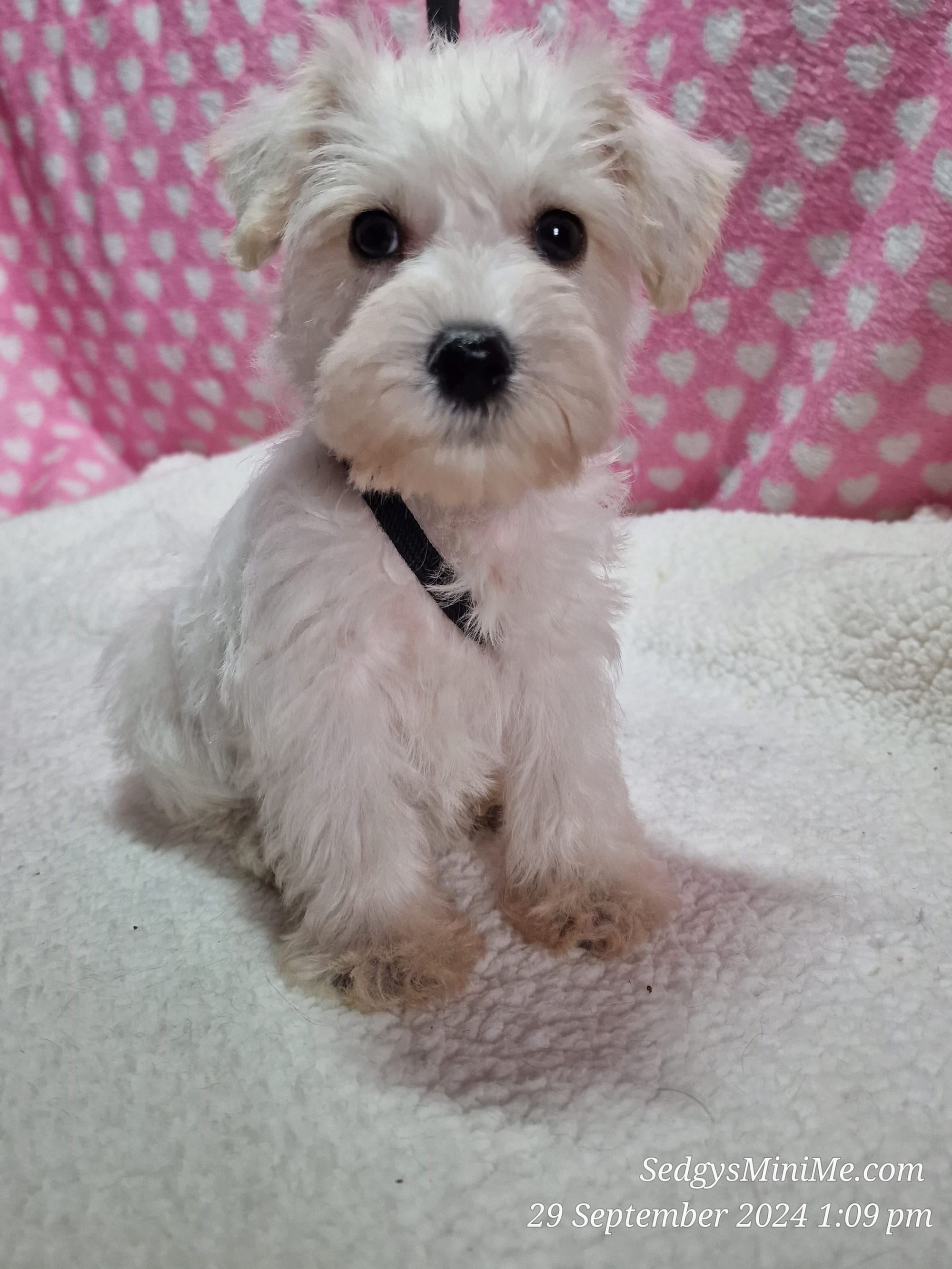 Male Cream Toy Schnoodle Puppy Scotland