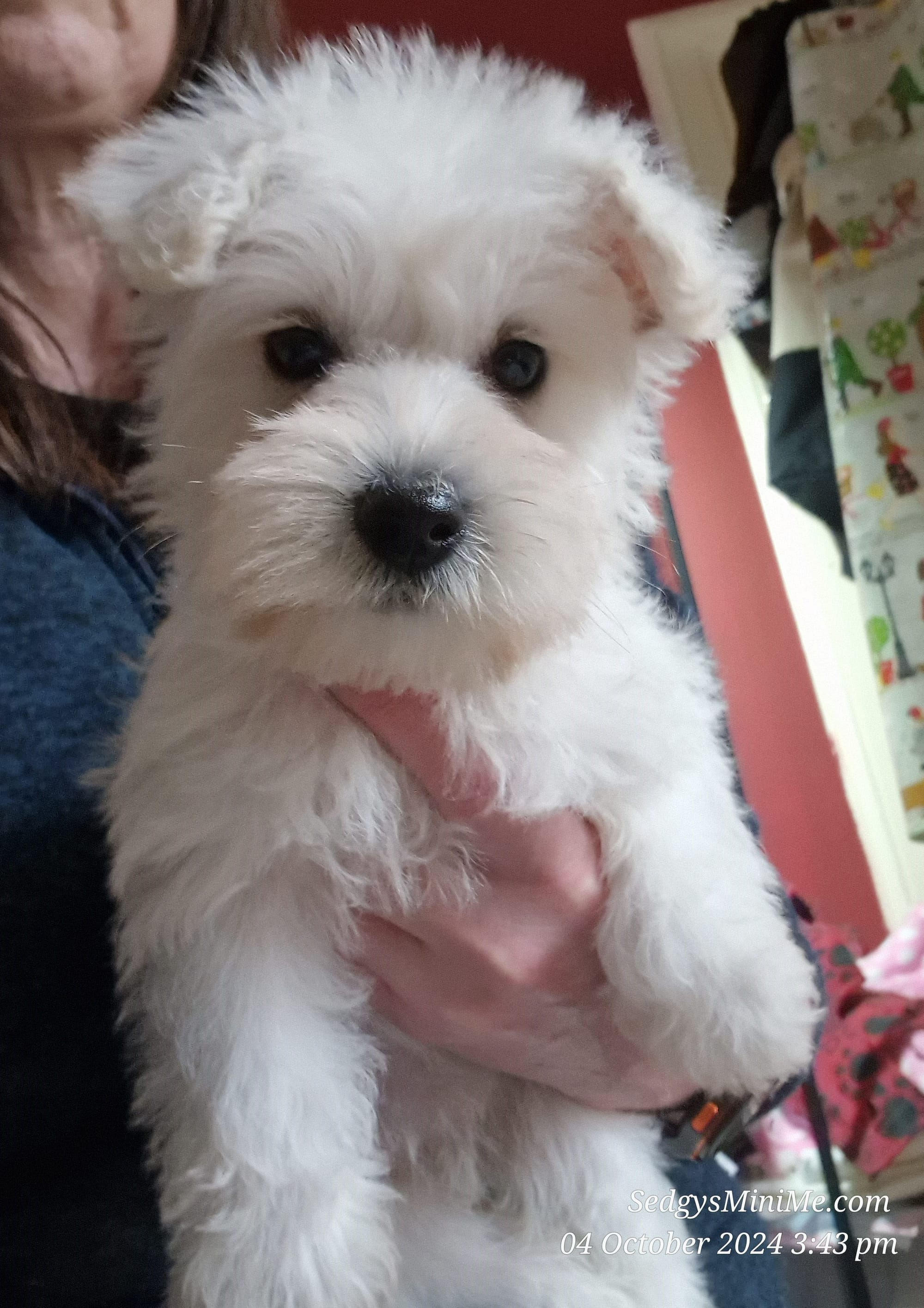 SedgysMiniMe Lumi White Toy Schnoodle Puppy Licensed Breeder  in Scotland