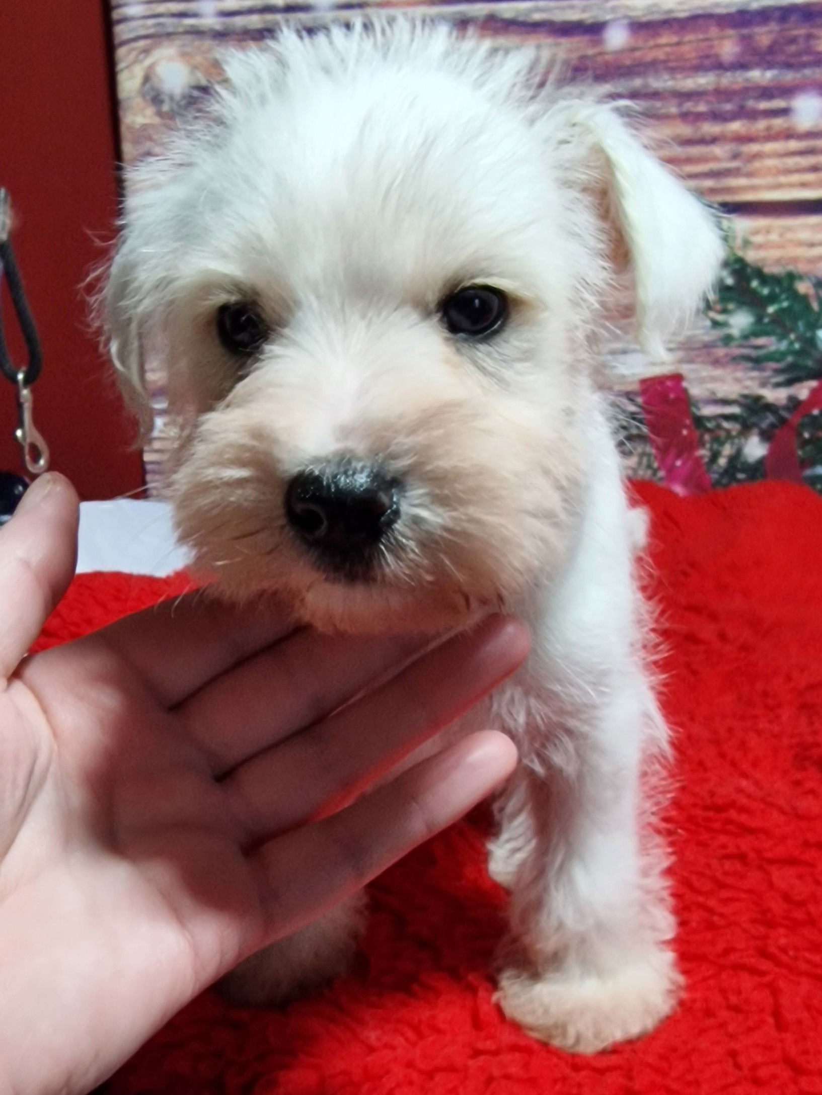 Graham : White Miniature Schnauzer With All My Heart SedgysMinimeLicensed Registered Dog Breeder from Scotland