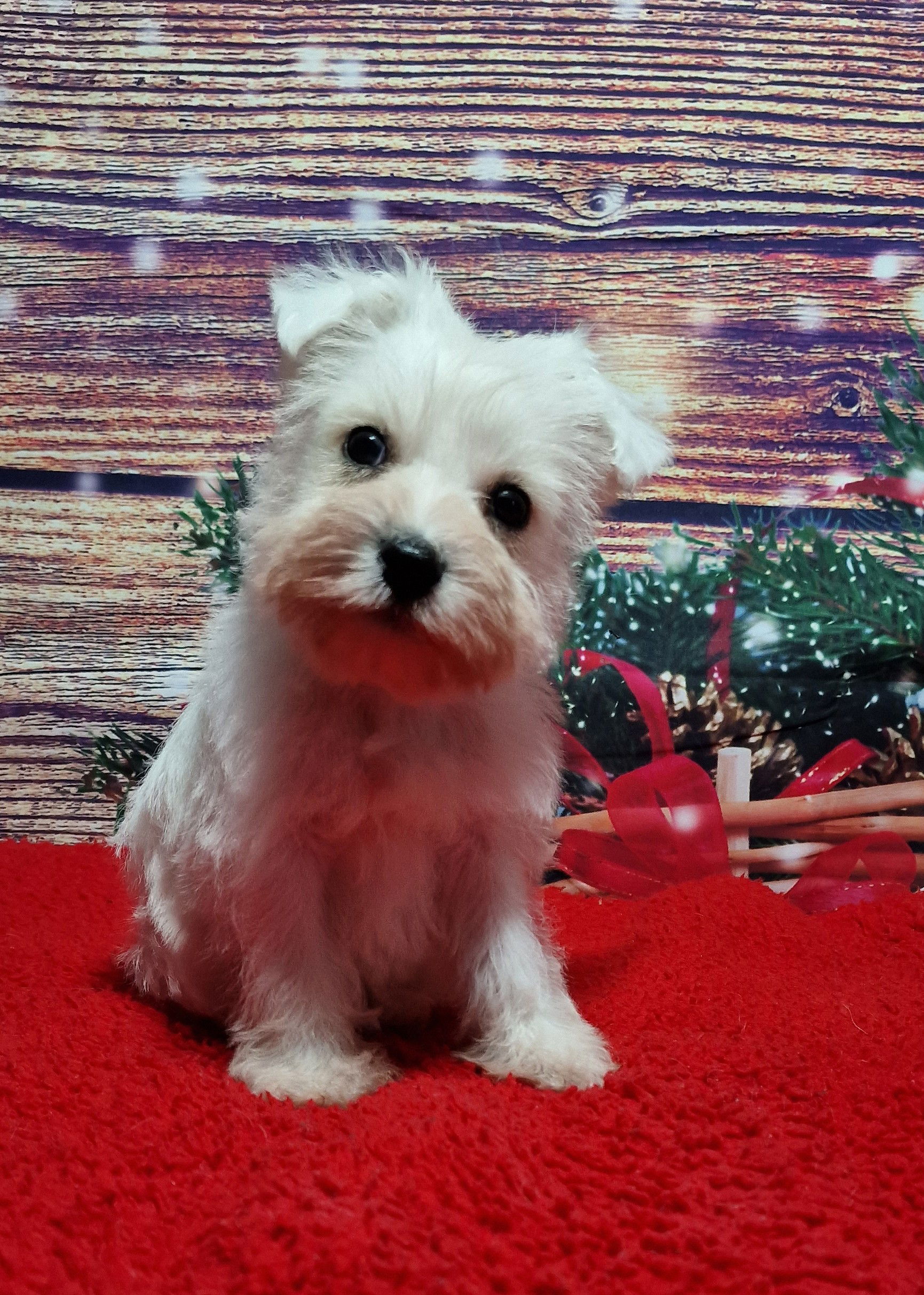 White Miniature Schnauzer SedgysMiniMe With All My Heart dog Breeder registered in Scotland