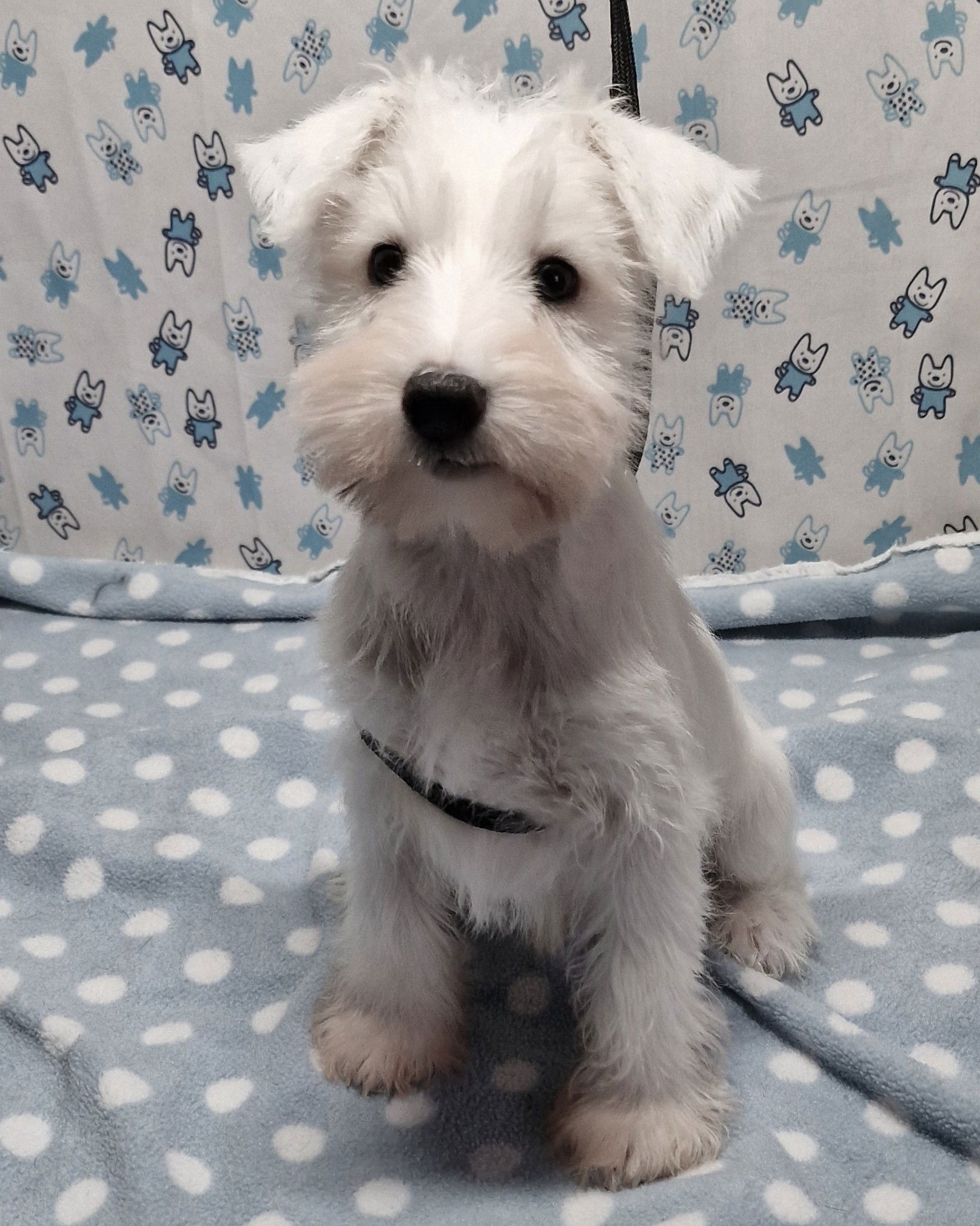 White male miniature schnauzer from SedgysMiniMe