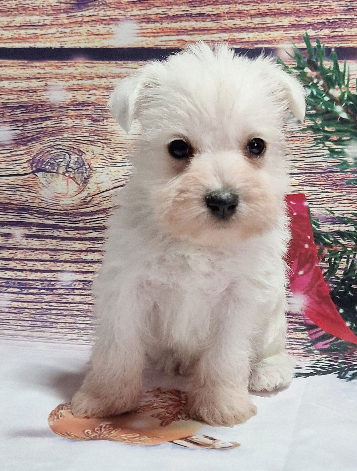 White Male Miniature Schnauzer Puppy SedgysMiniMe