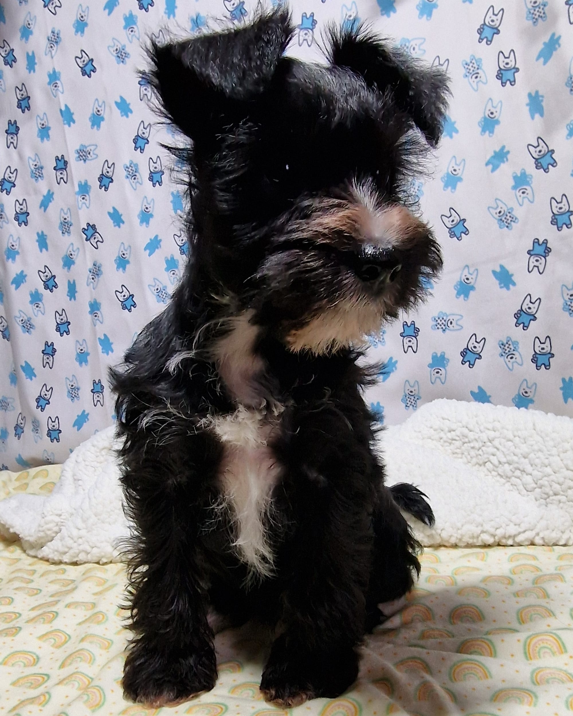 Black Abstract male miniature schnauzer from SedgysMiniMe