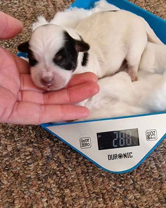 SedgysMiniMe Dione : BieChiPoo : Toy Poodle x BieChi "Biewer Terrier x Chihuahua"