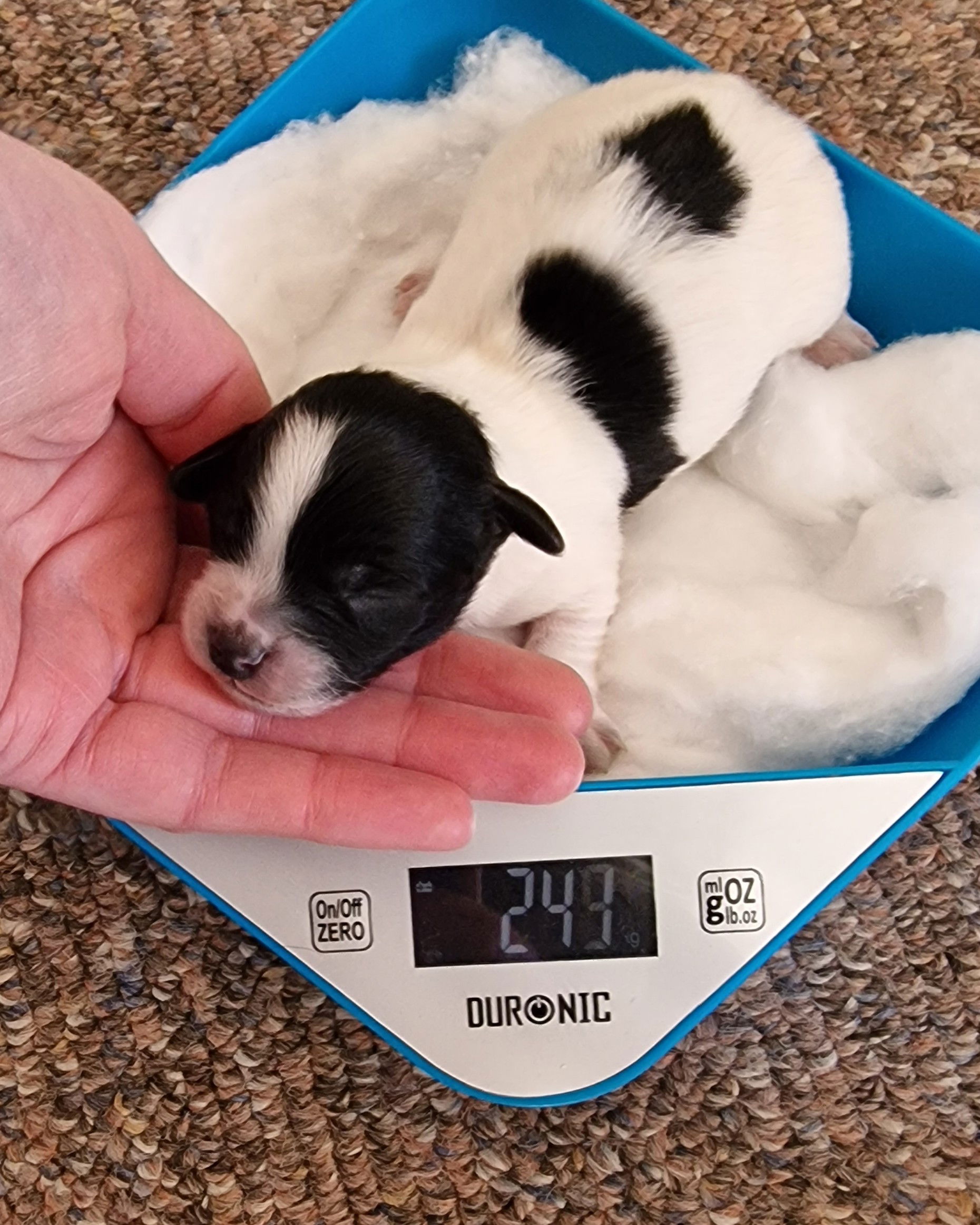 SedgysMiniMe BieChiPoo ; Demetrius