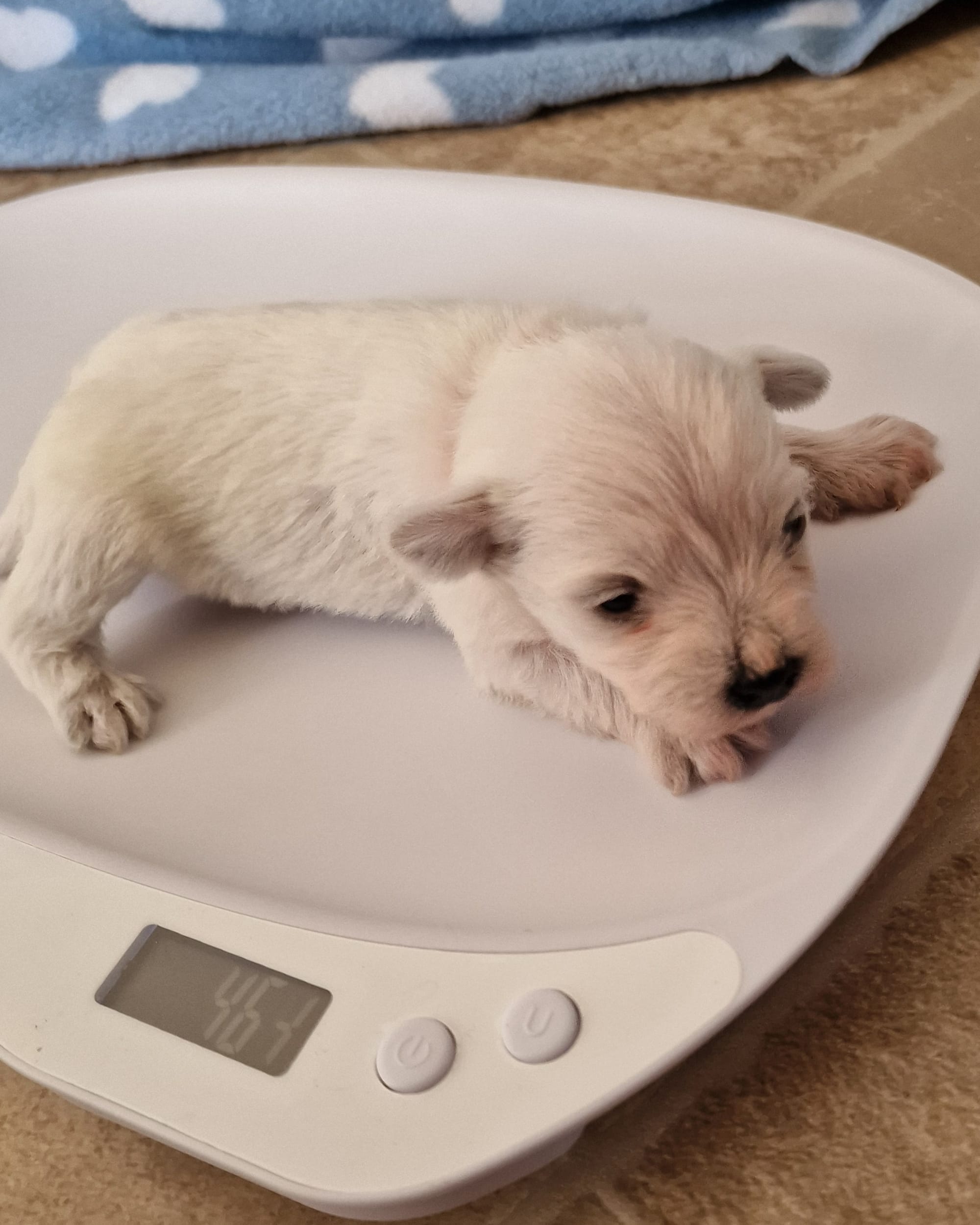 White Miniature Schnauzer Female Puppy being weighed