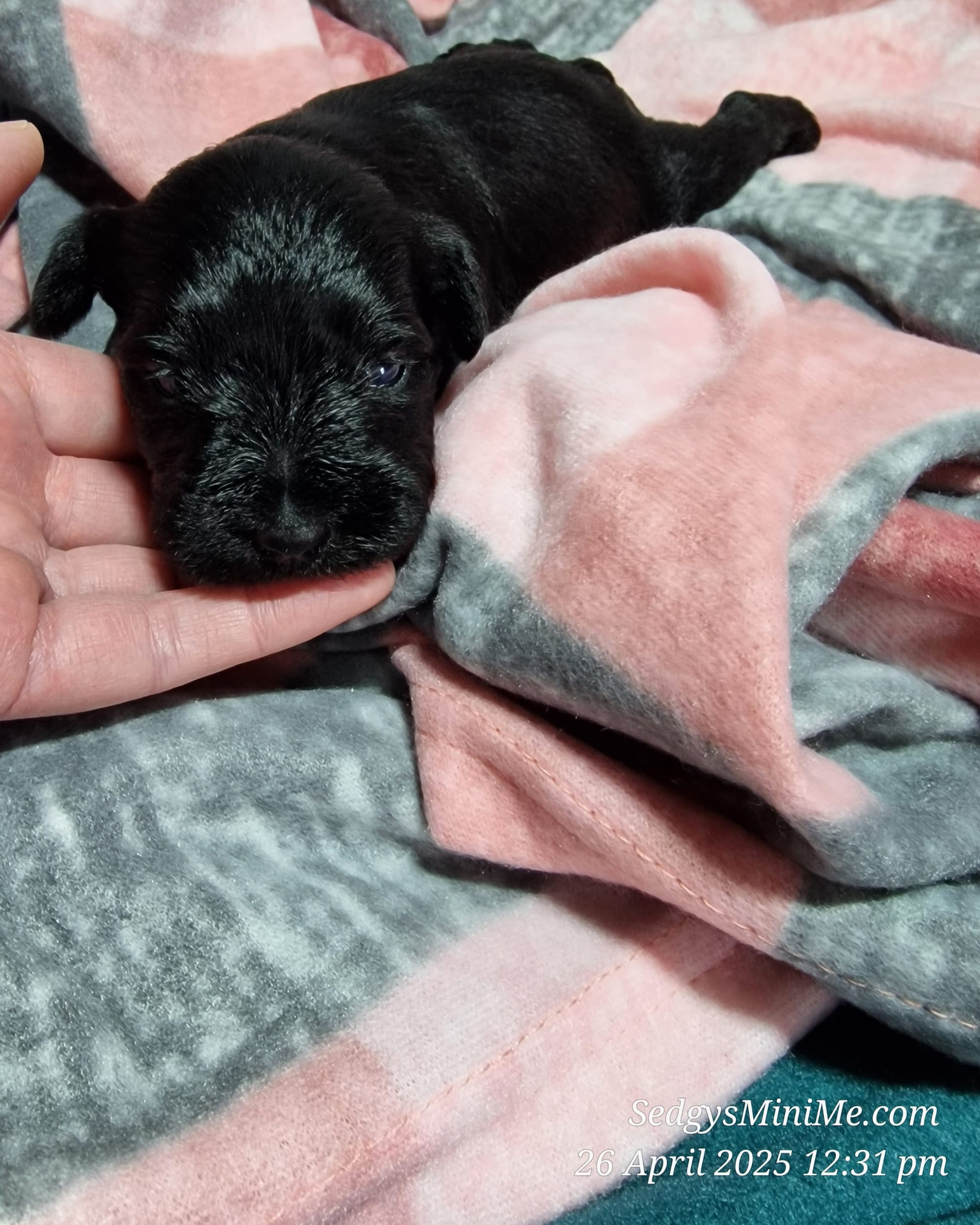 SedgysMiniMe Athena ; Poppy, Black Mini Schnauzer Puppy