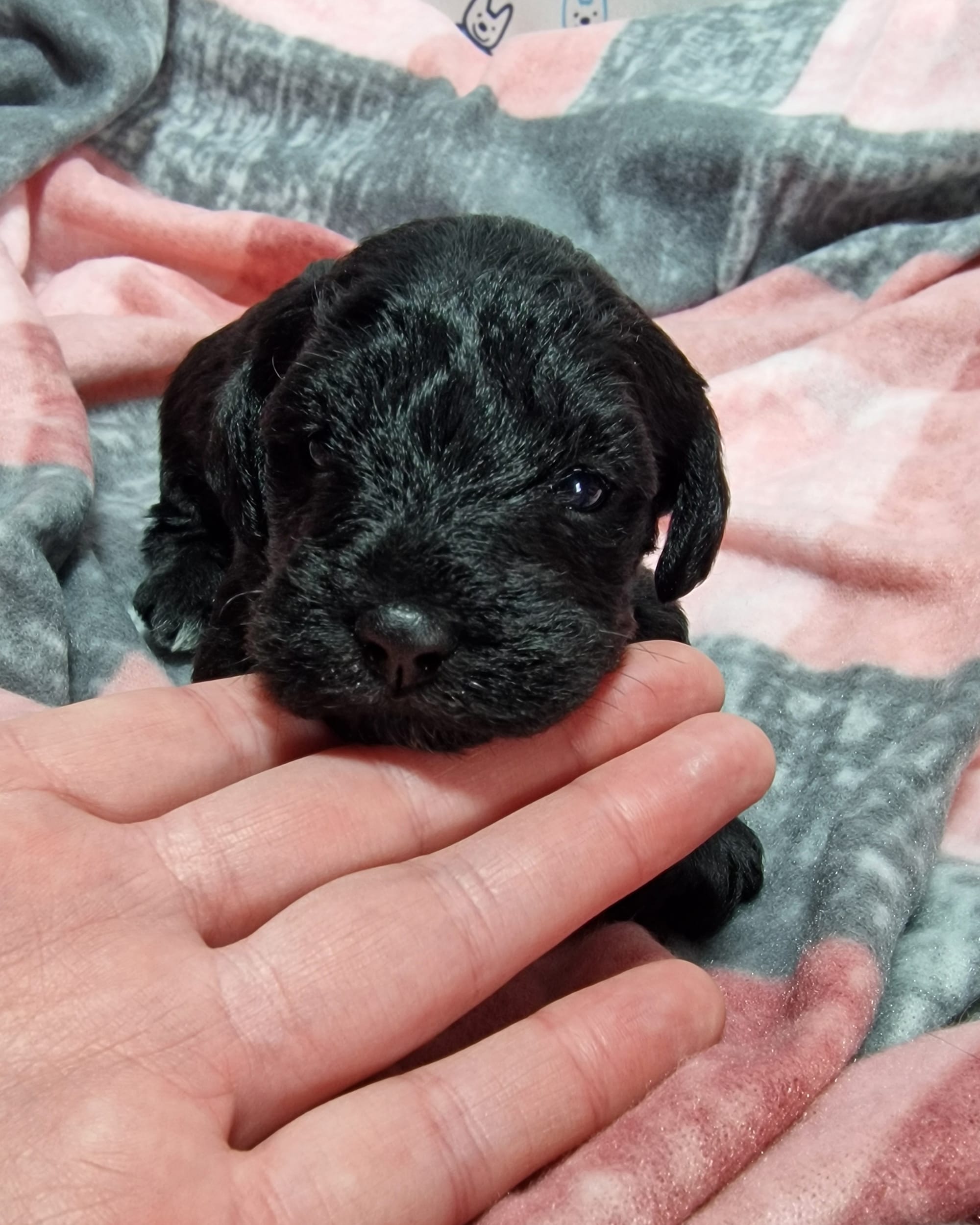 Black Female Toy Schnoodle