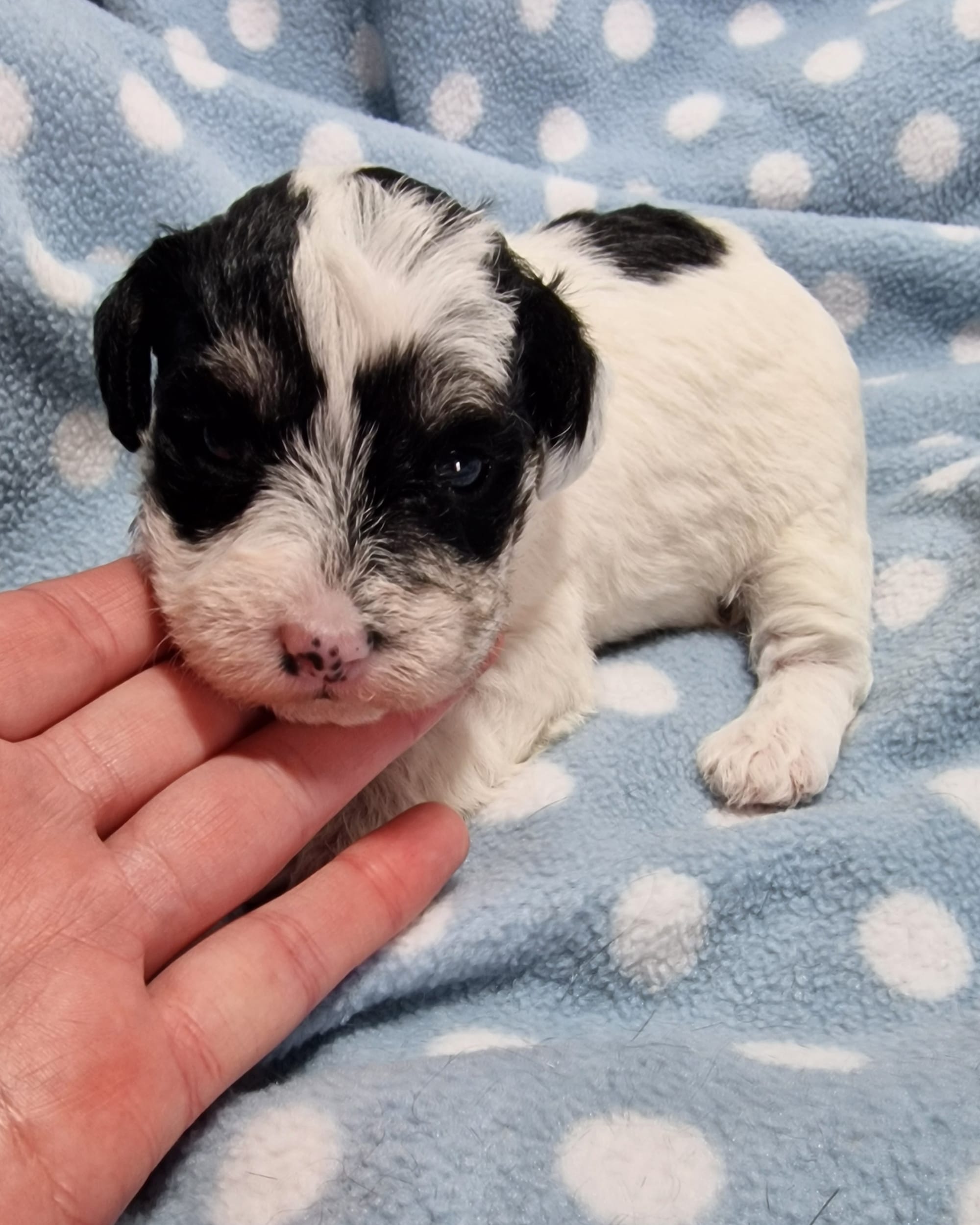 SedgysMiniMe Balios : Toy Schnoodle : Black Tricolour Parti