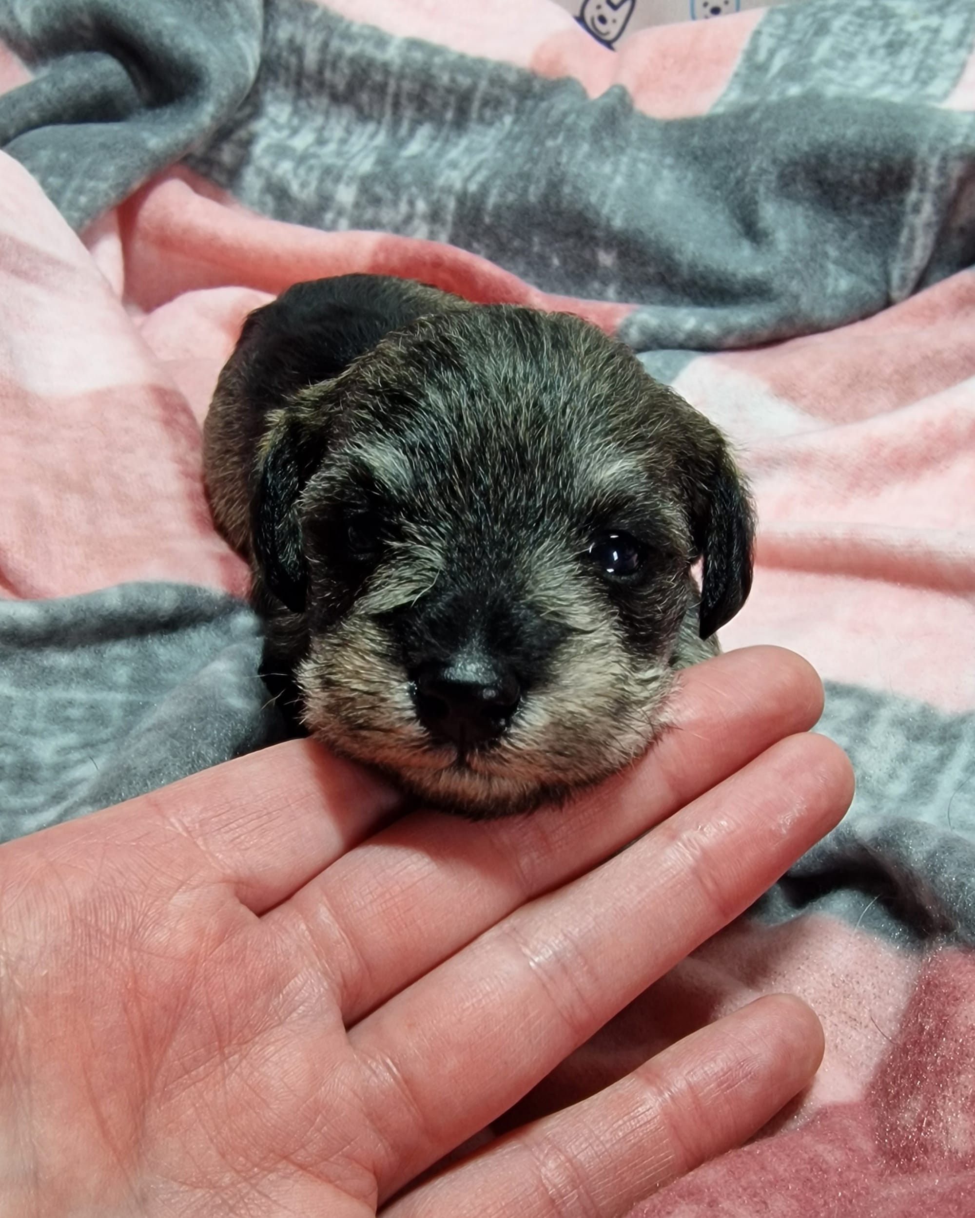 Sable / Pepper Salt Toy Schnoodle Female Puppy SedgysMinime Bia / dolly