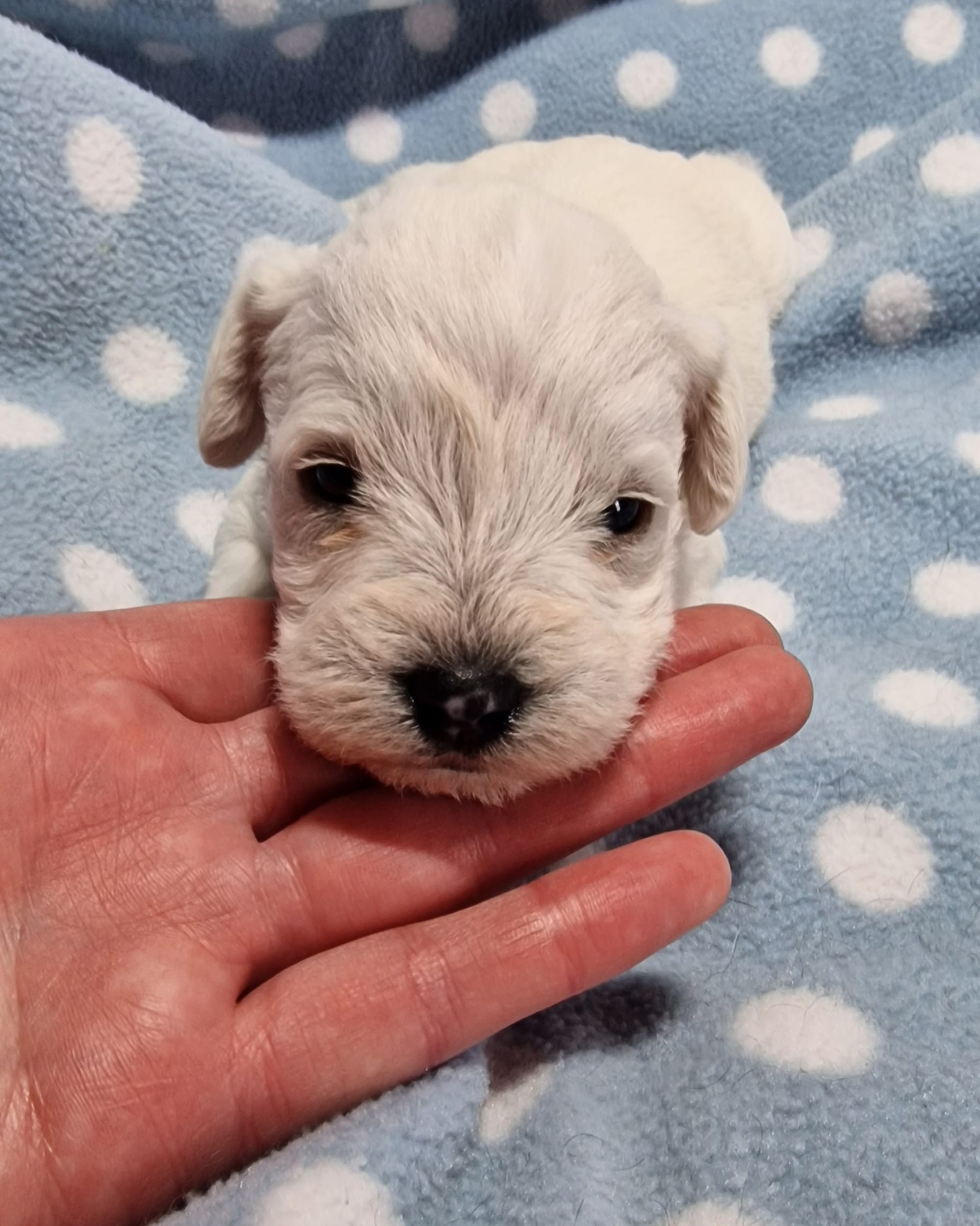 White Toy Schnoodle Puppy SedgysMiniMe Bacchus "coast" 