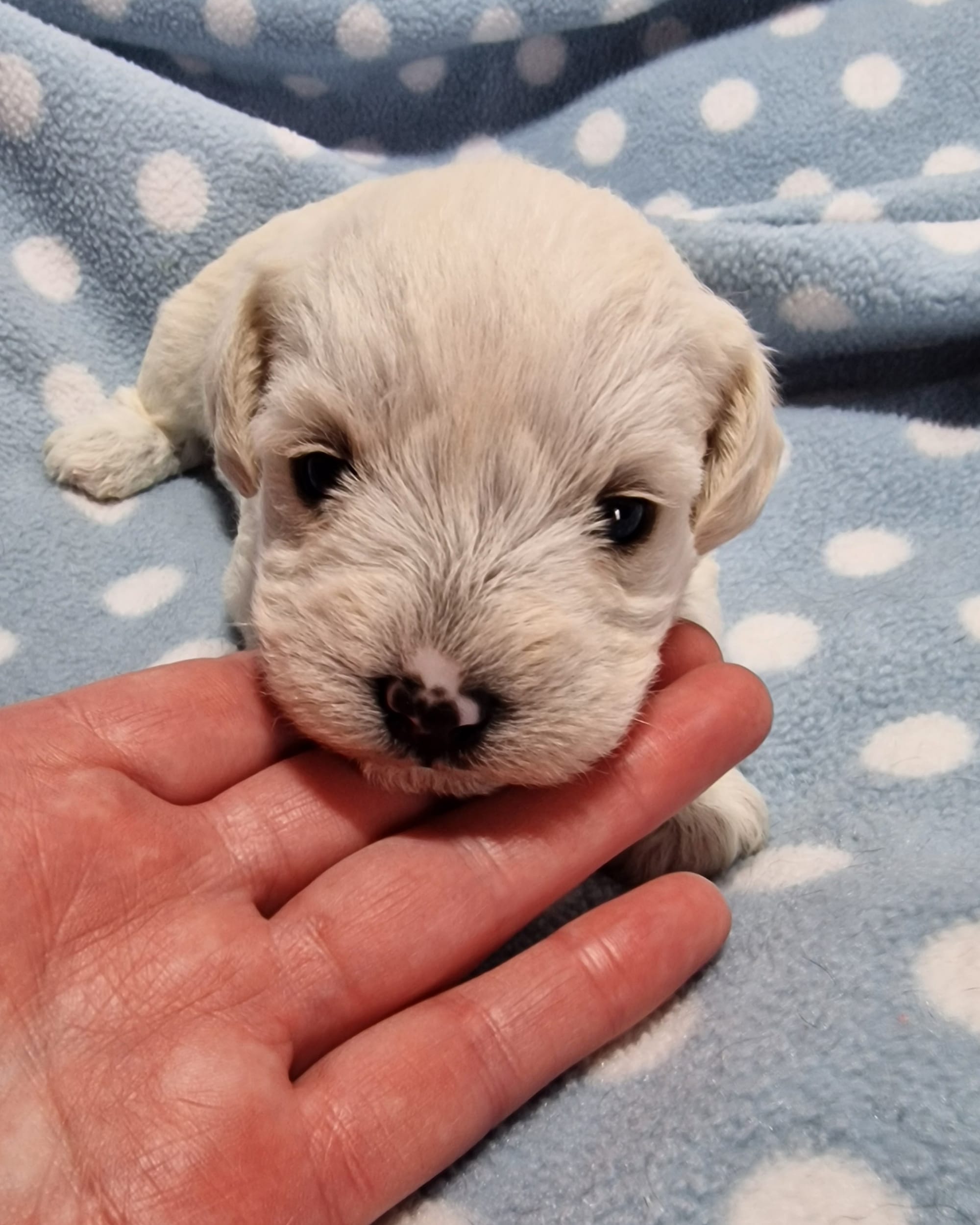 Wheaten Toy Schnoodle OPuppy : SedgysMinIMe Boreas Wesley