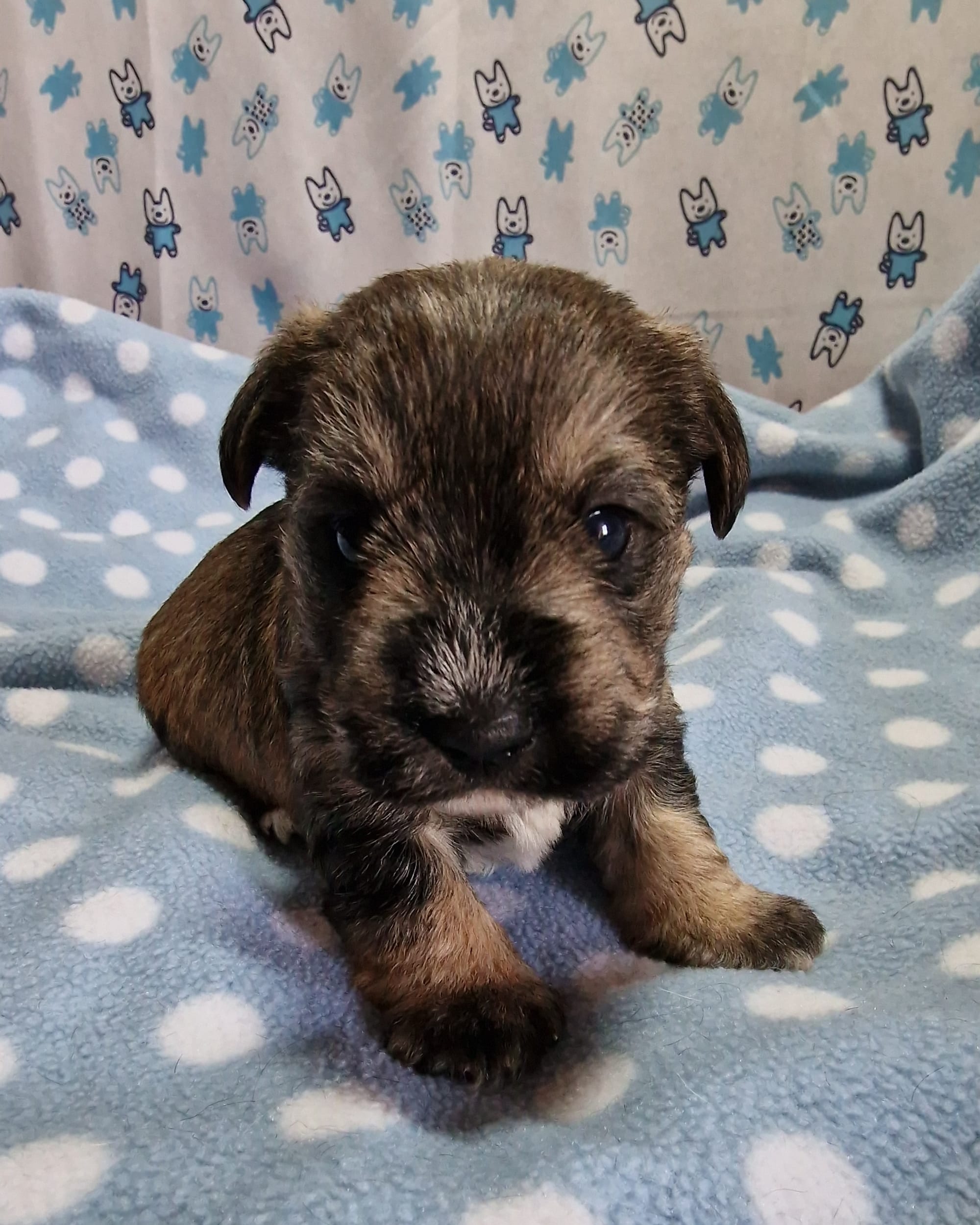 Sable Boozer puppy form SedgysMiniMe (Miniature Schnauzer x Biewer Terrier)