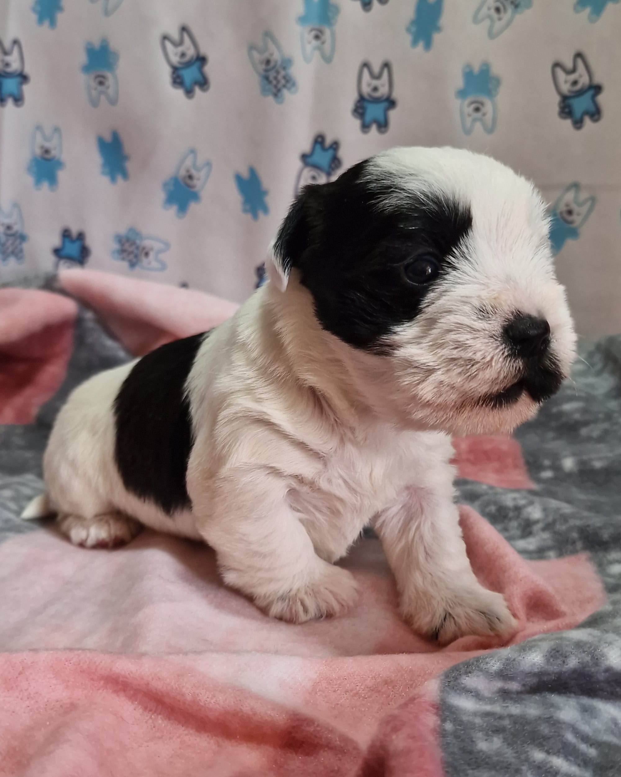 black parti Boozer female Boozer Puppy from Sedgysminime