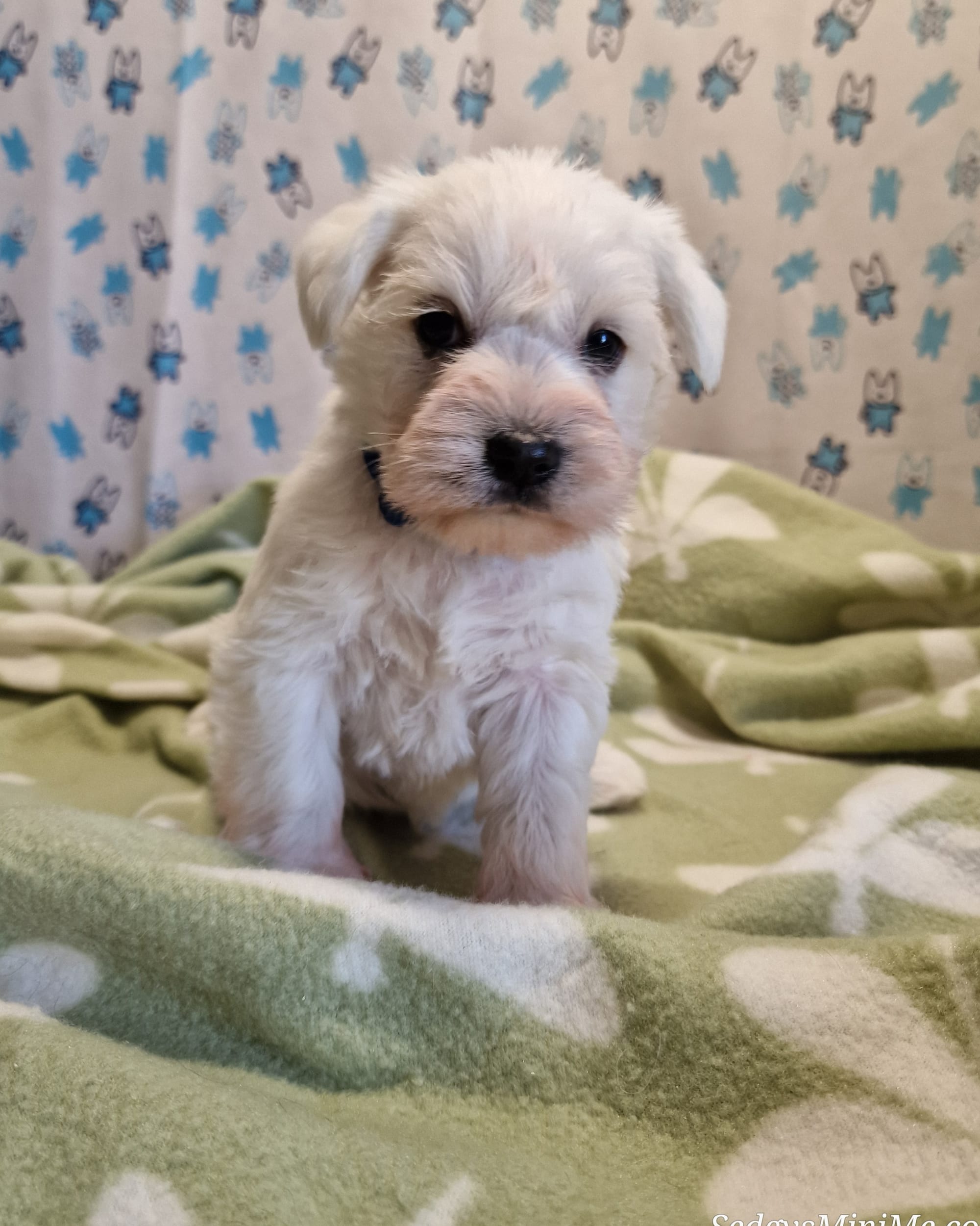 Aether : White mini Schnauzer puppy