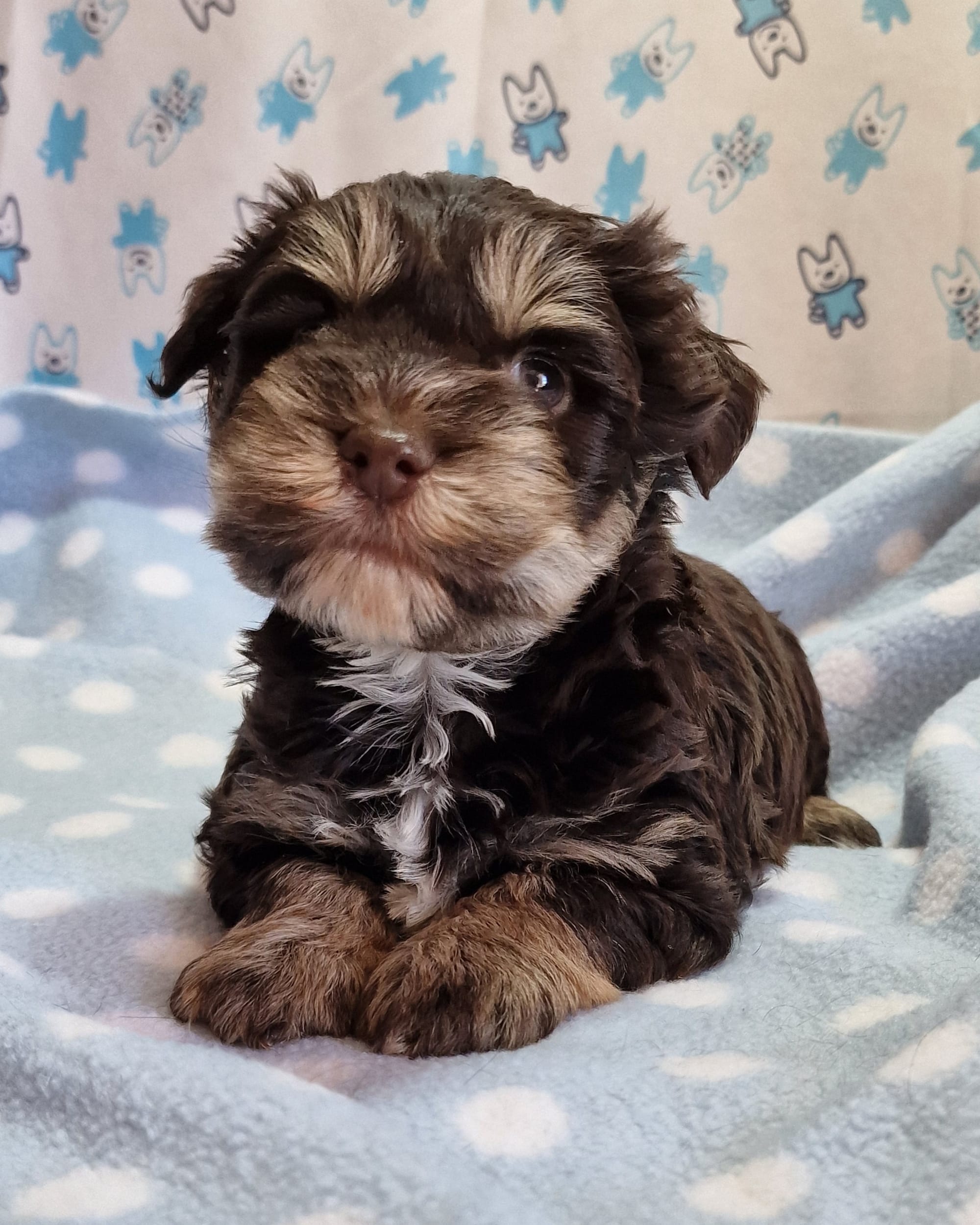Liver Tricolour Boozer Puppy SedgysMiniMe Chronus