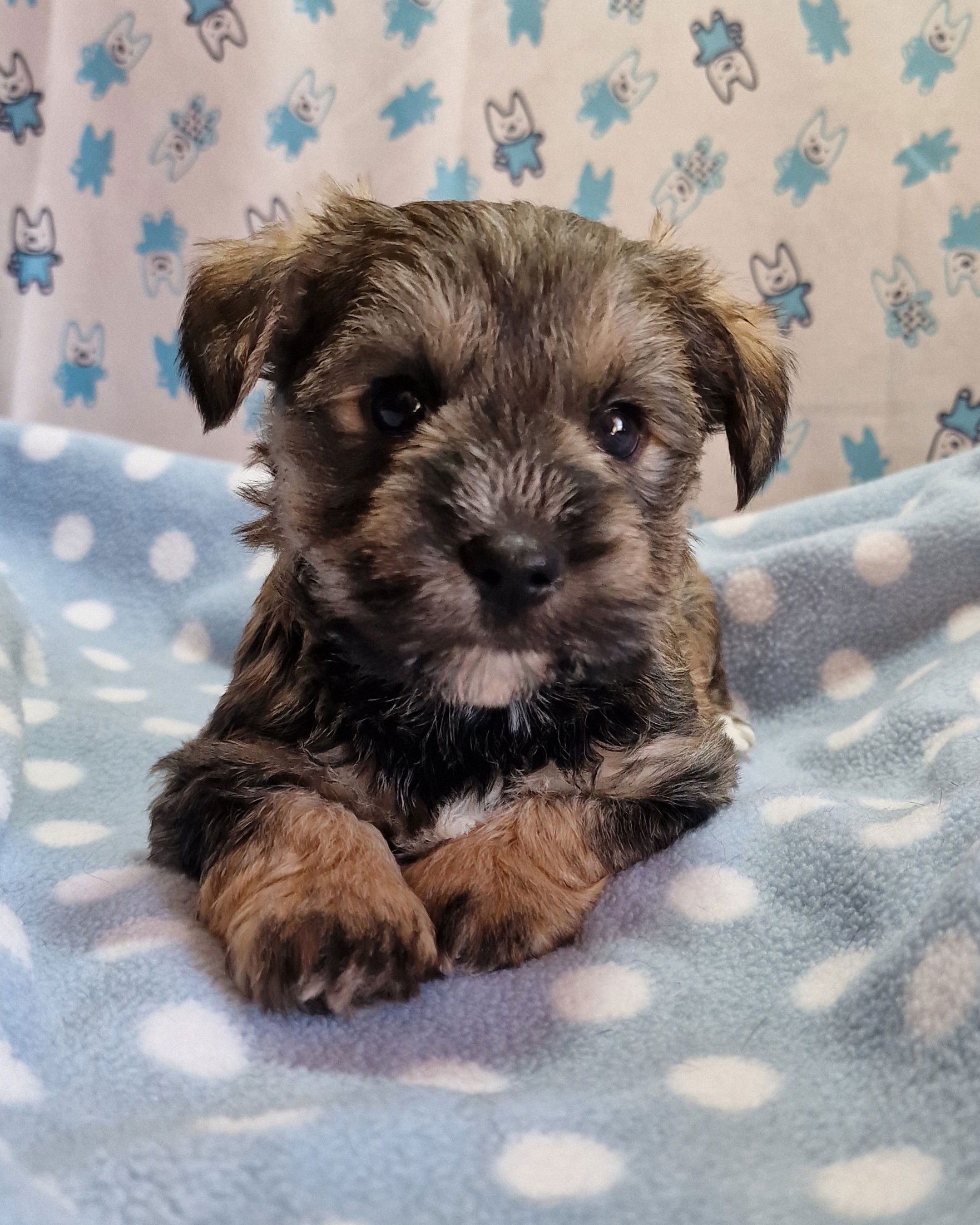 Sable Boozer Puppy from SedgysMinime