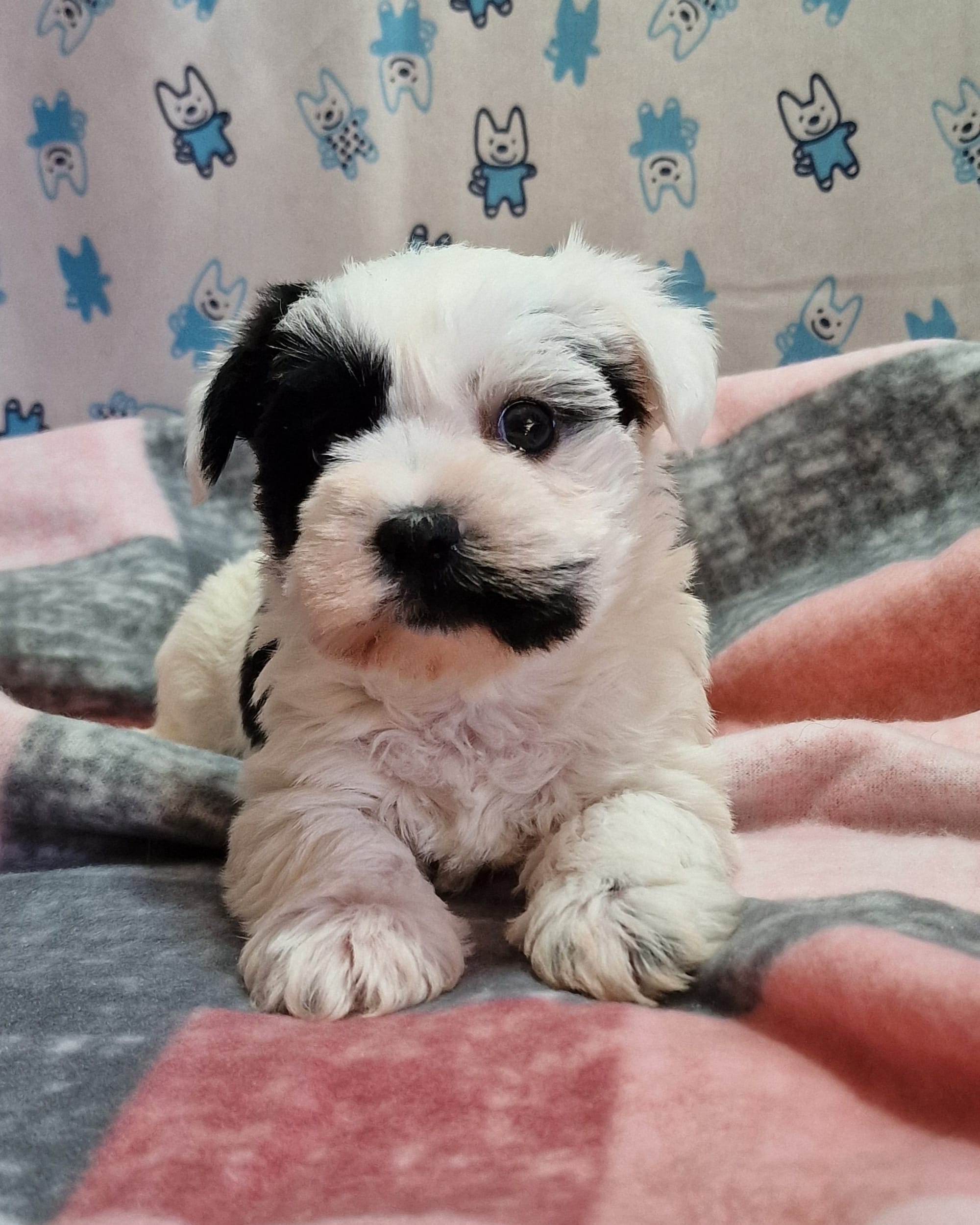 Black Parti Boozer puppy