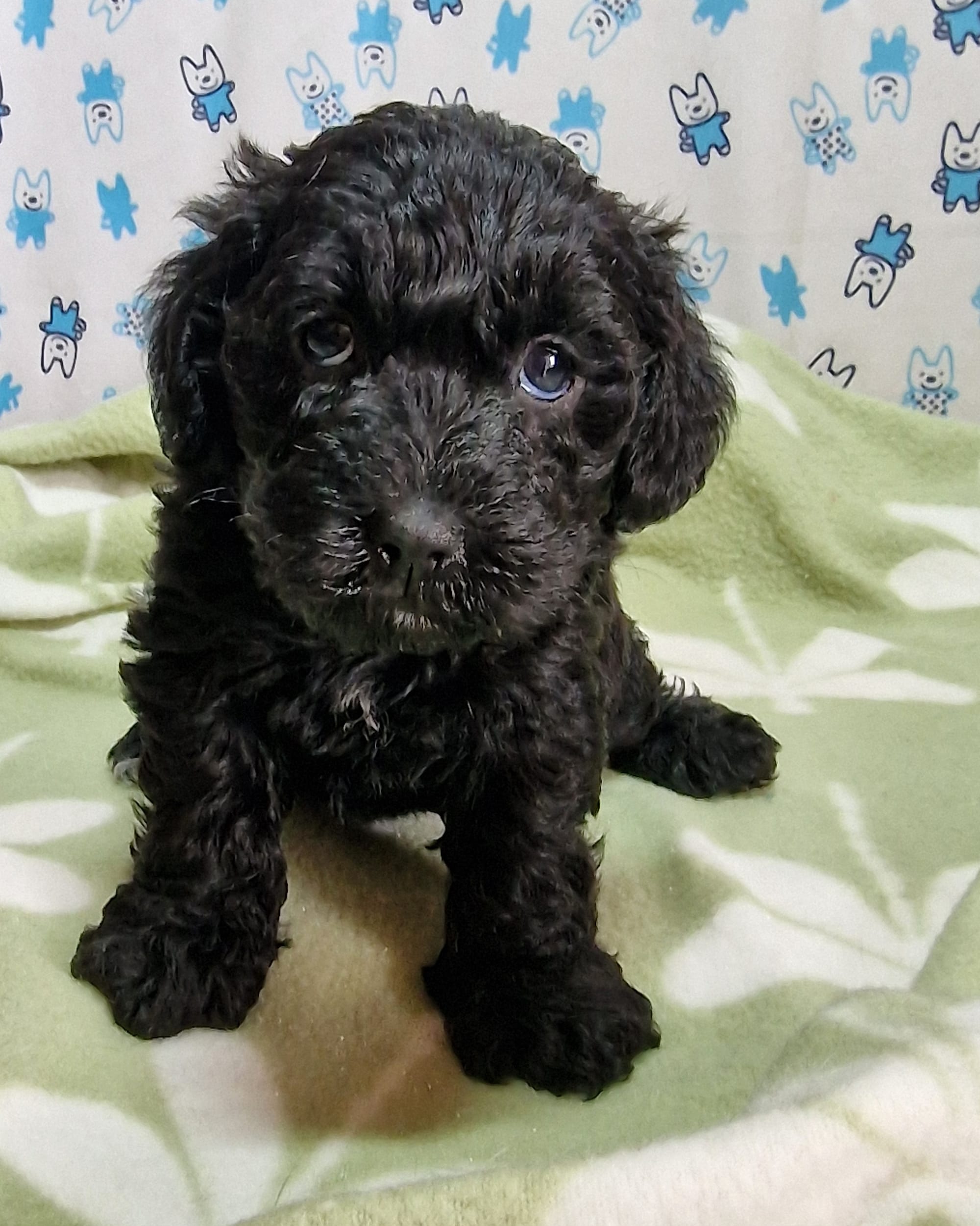 Black Female Toy Schnoodle