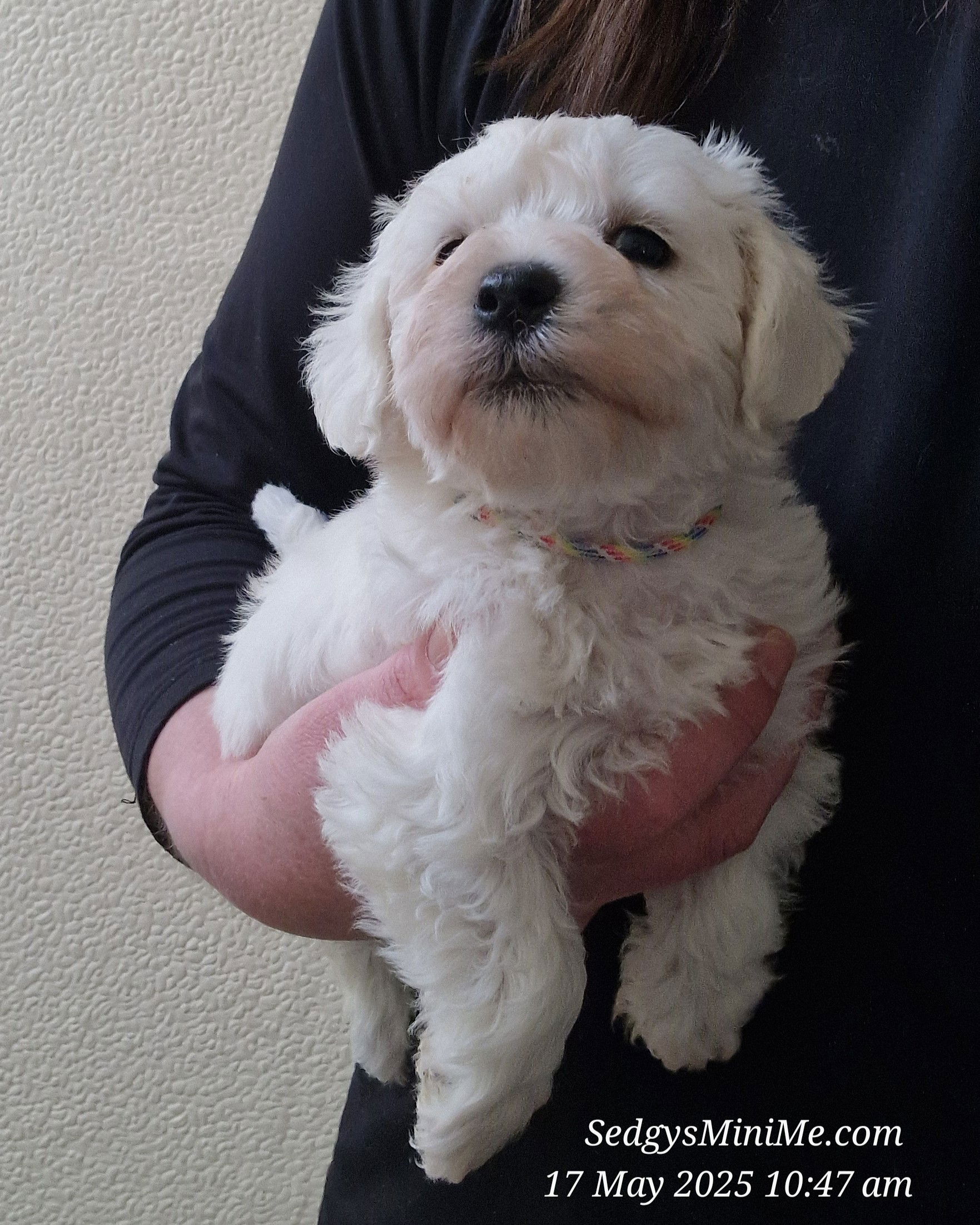 White Toy Schnoodle Puppy SedgysMiniMe Bacchus "coast" 