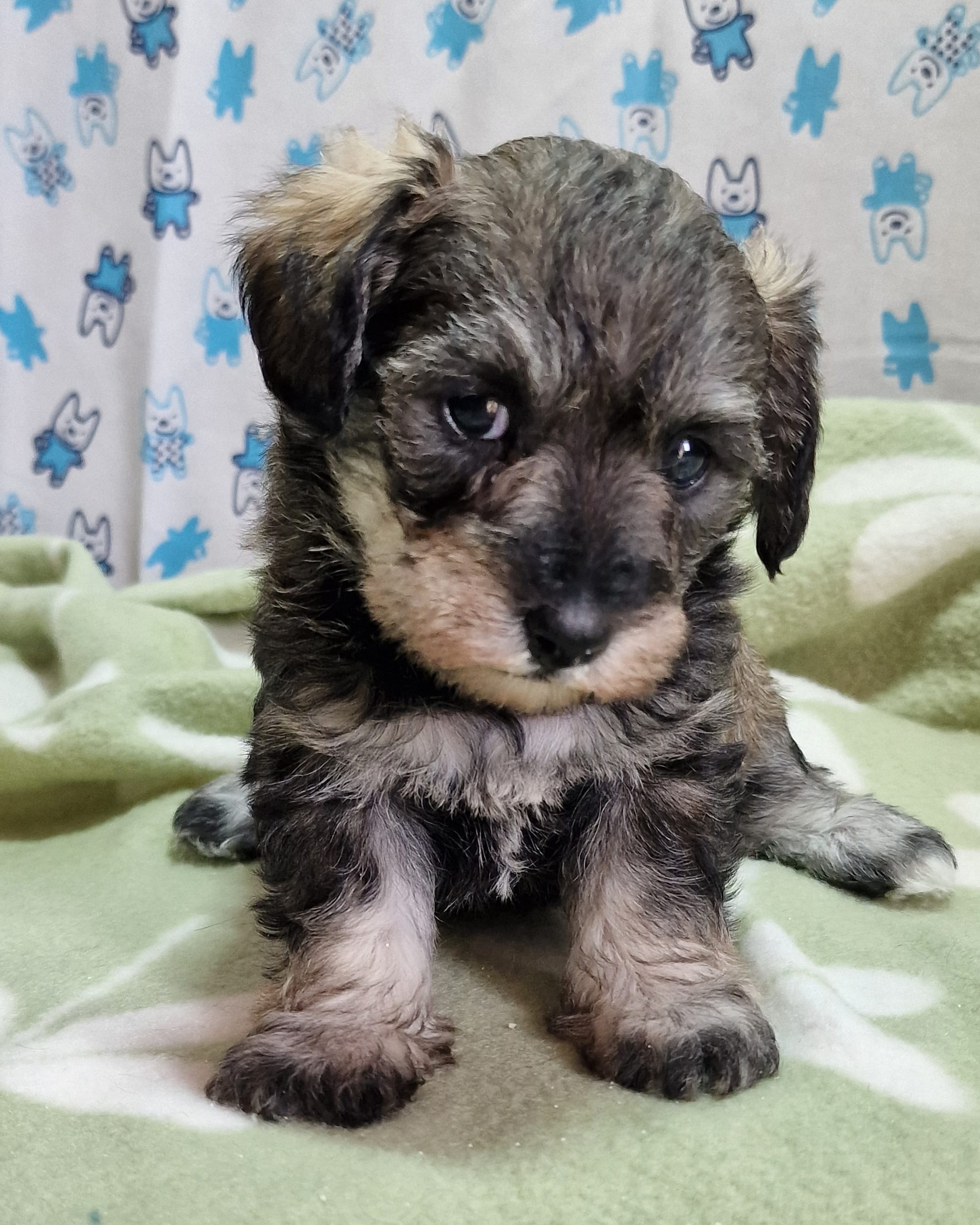 Sable / Pepper Salt Toy Schnoodle Female Puppy SedgysMinime Bia / dolly
