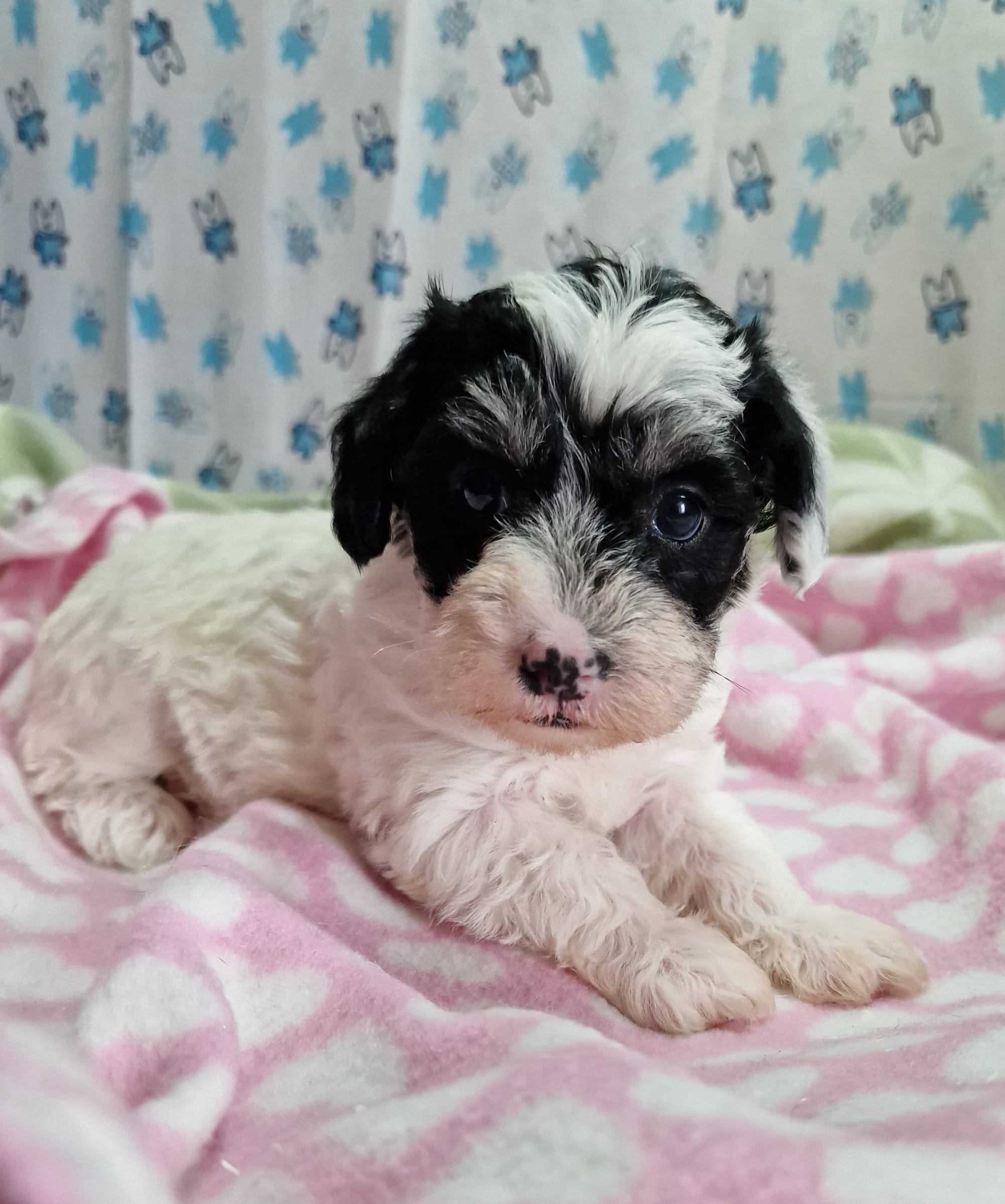 SedgysMiniMe Balios : Toy Schnoodle : Black Tricolour Parti