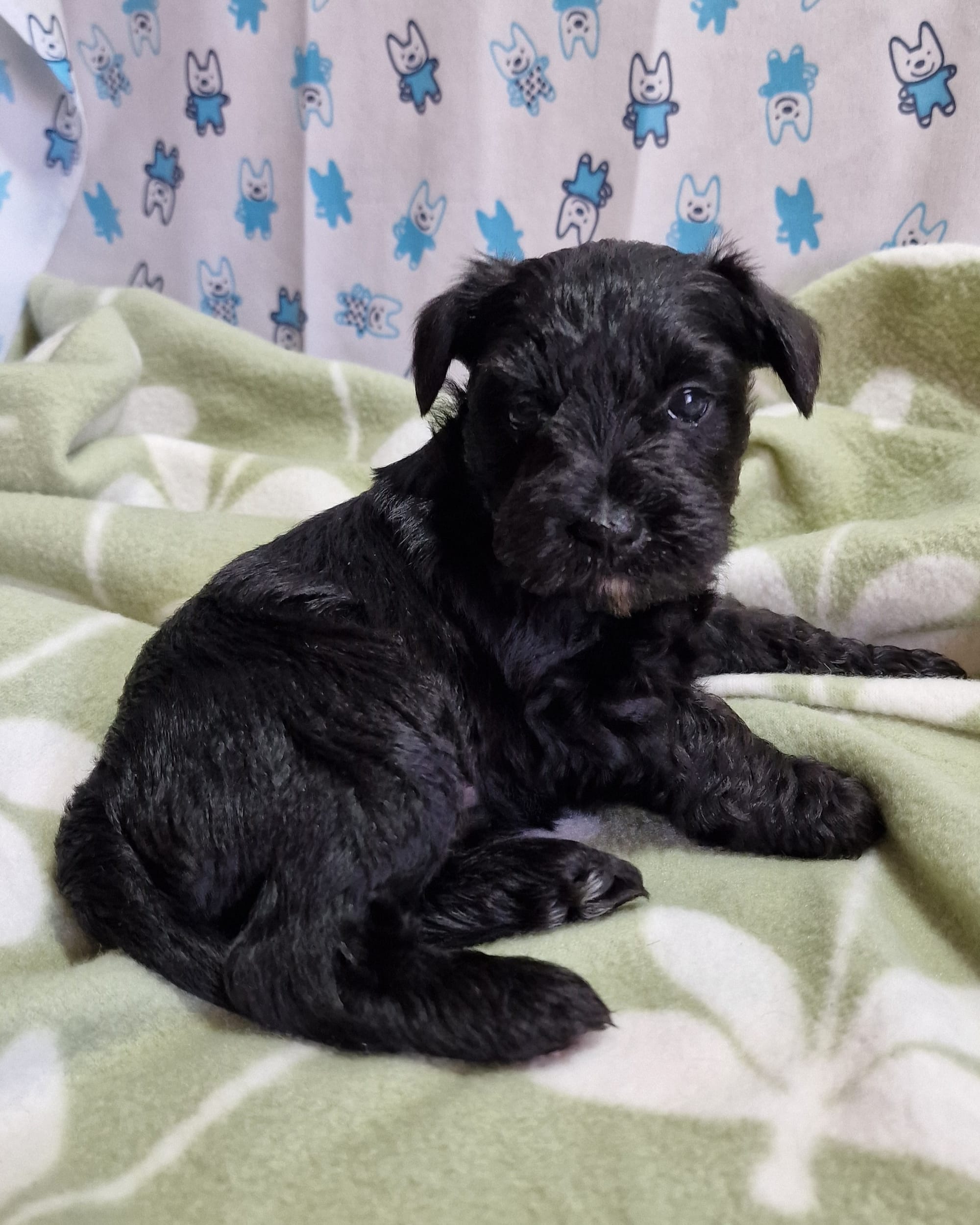 SedgysMiniMe Athena ; Poppy, Black Mini Schnauzer Puppy