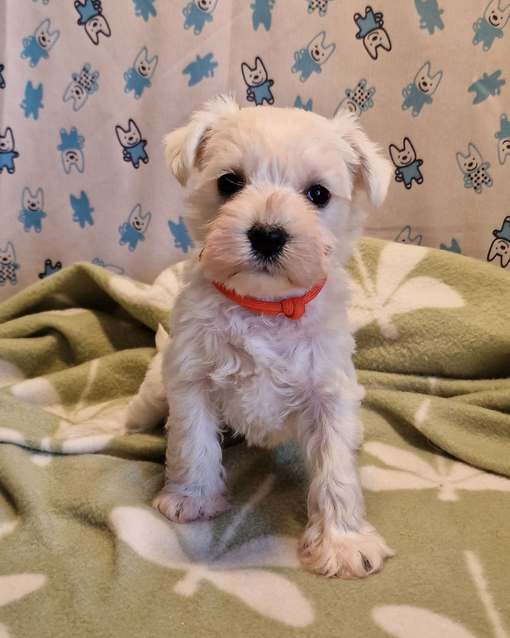 White Miniature Schnauzer Female Puppy being weighed