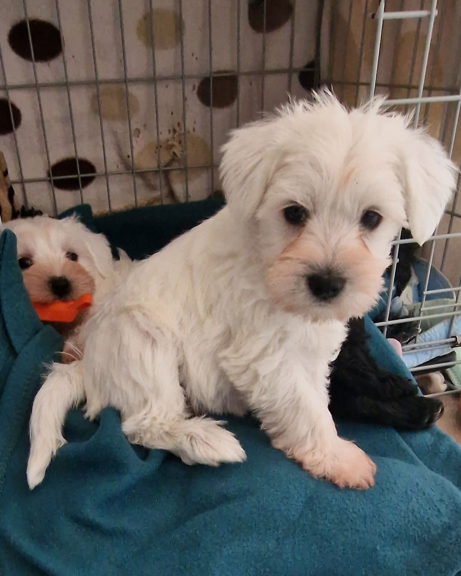 White Male Miniature Schnauzer