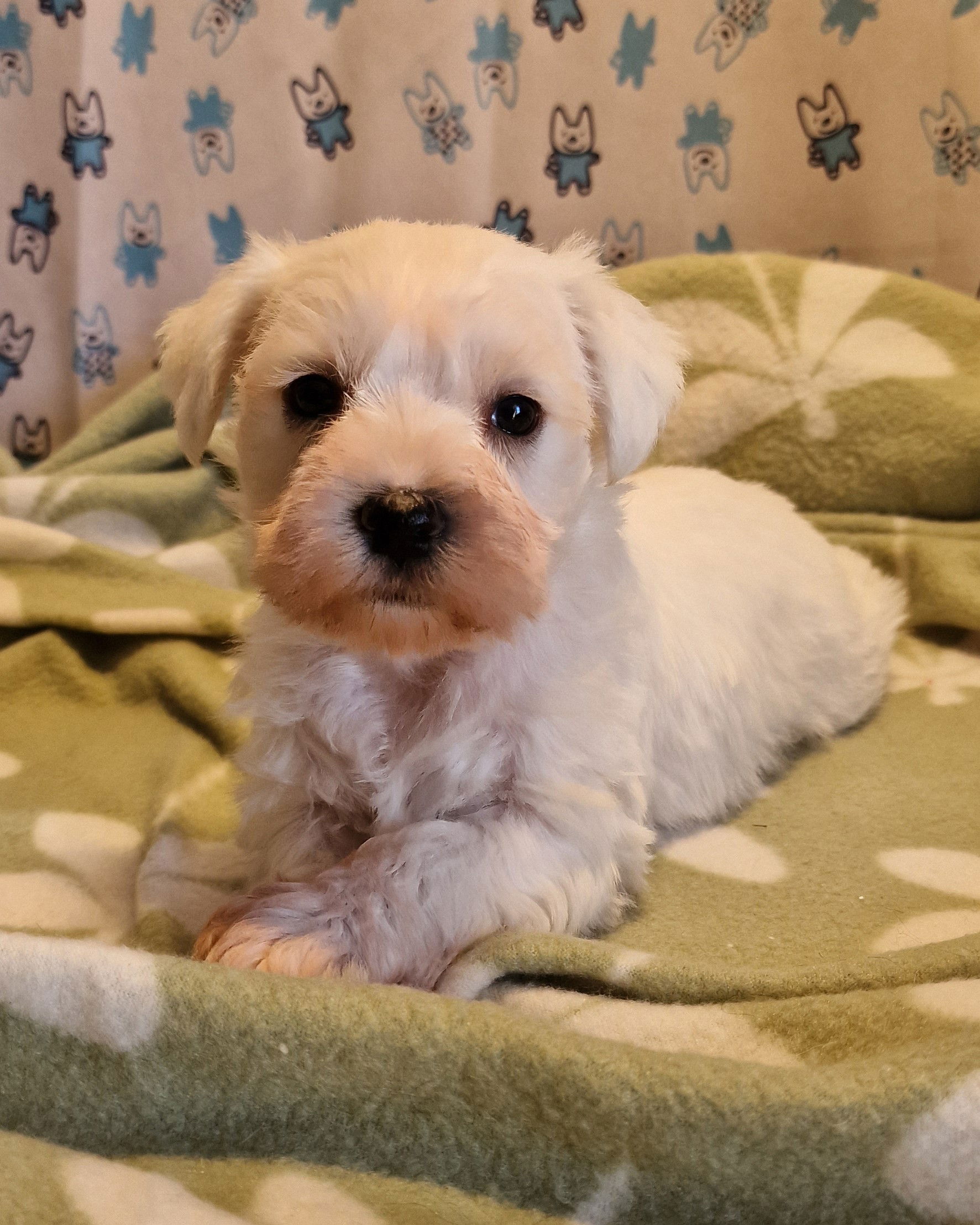 White Mini Schnauzer puppy