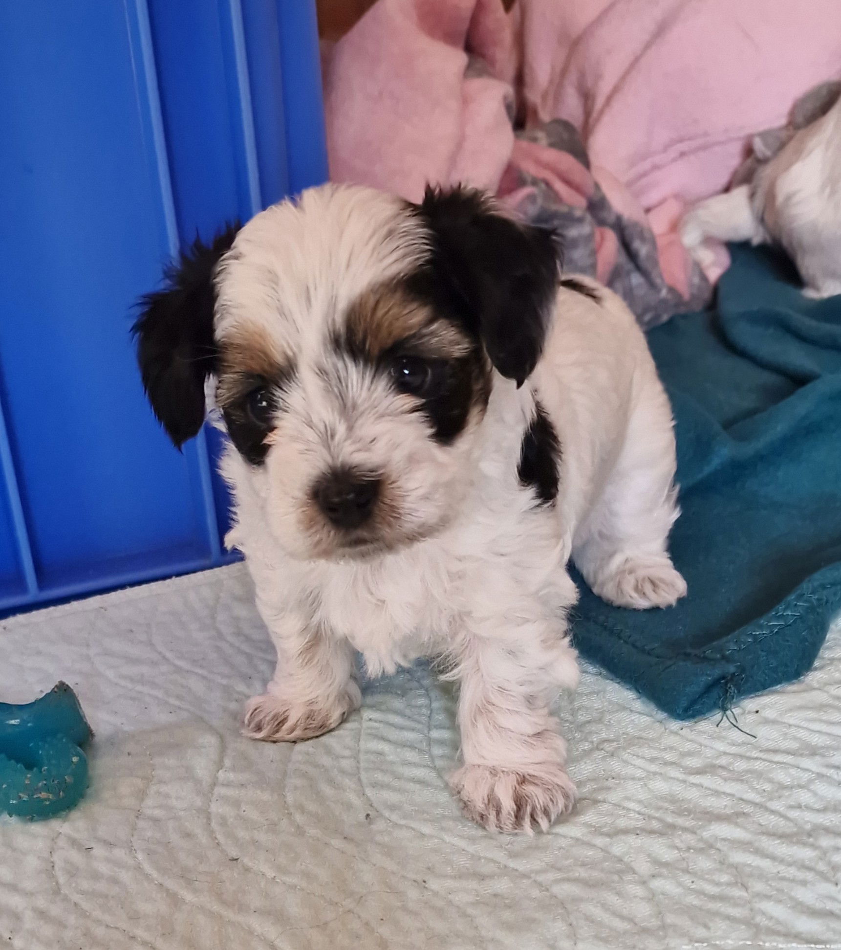 SedgysMiniMe Dione : BieChiPoo : Toy Poodle x BieChi "Biewer Terrier x Chihuahua"