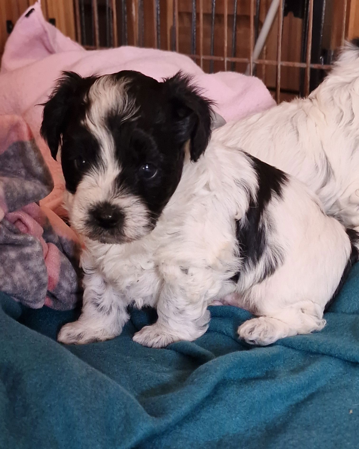 SedgysMiniMe BieChiPoo ; Demetrius