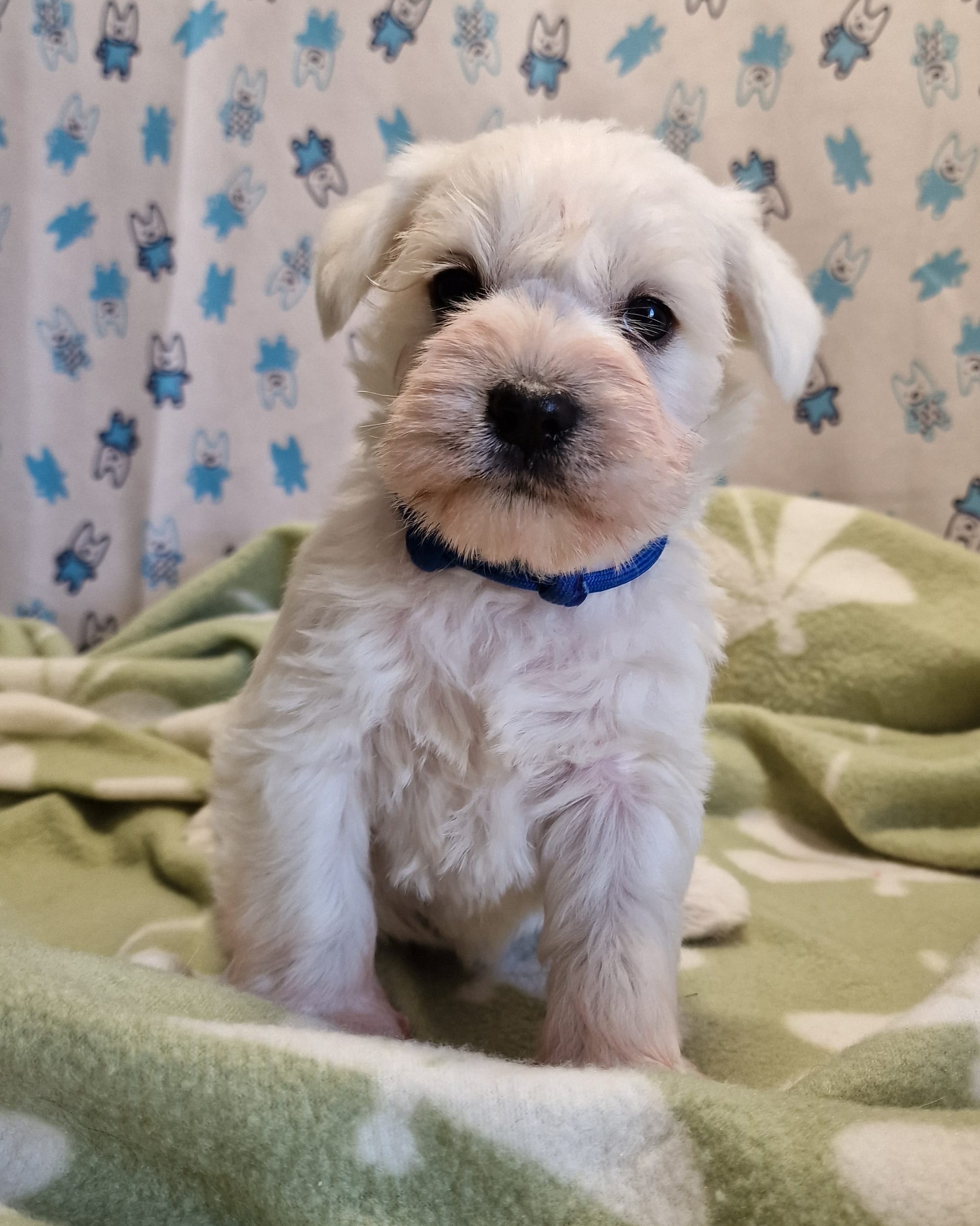 White Male Miniature Schnauzer