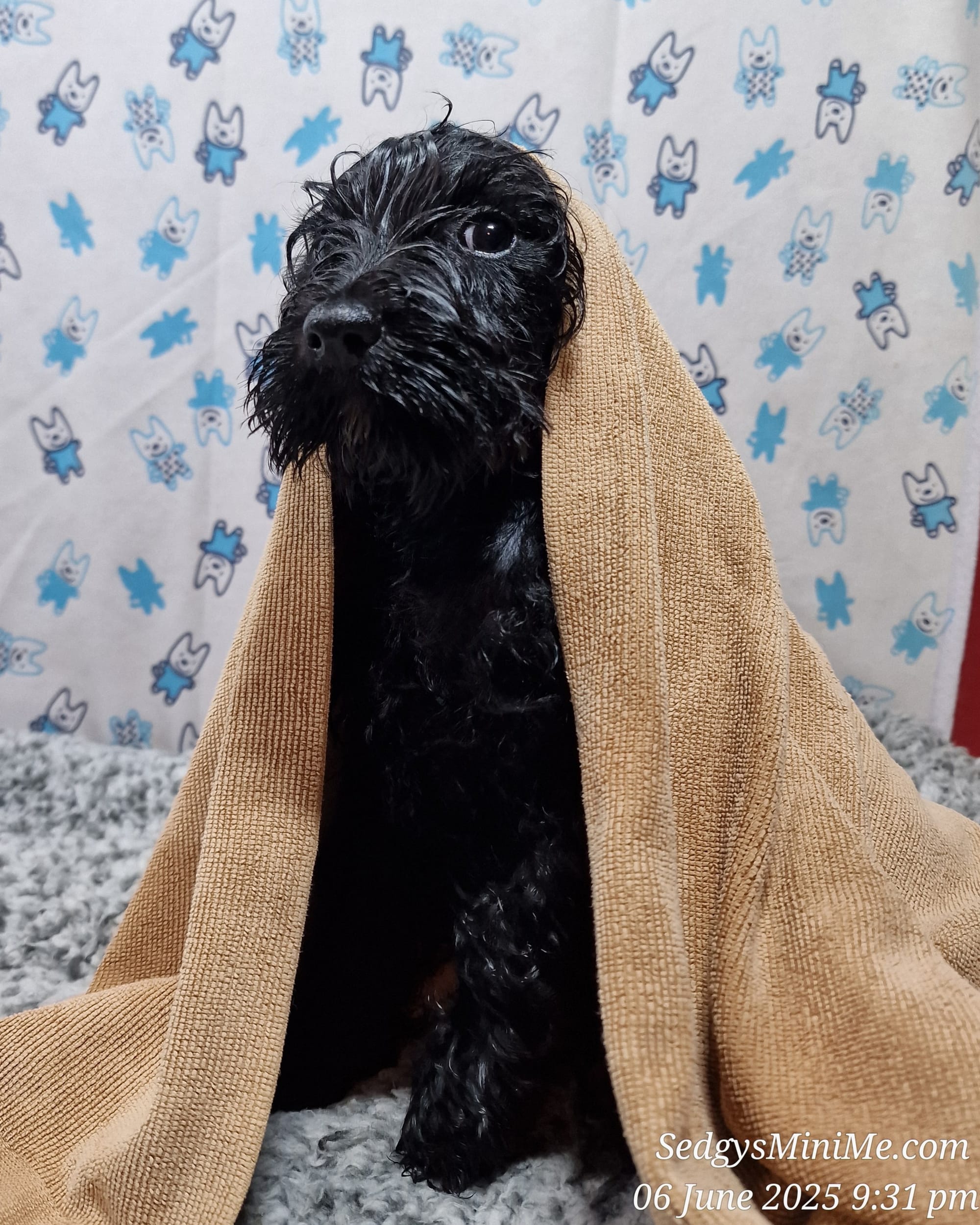 SedgysMiniMe Athena ; Poppy, Black Mini Schnauzer Puppy
